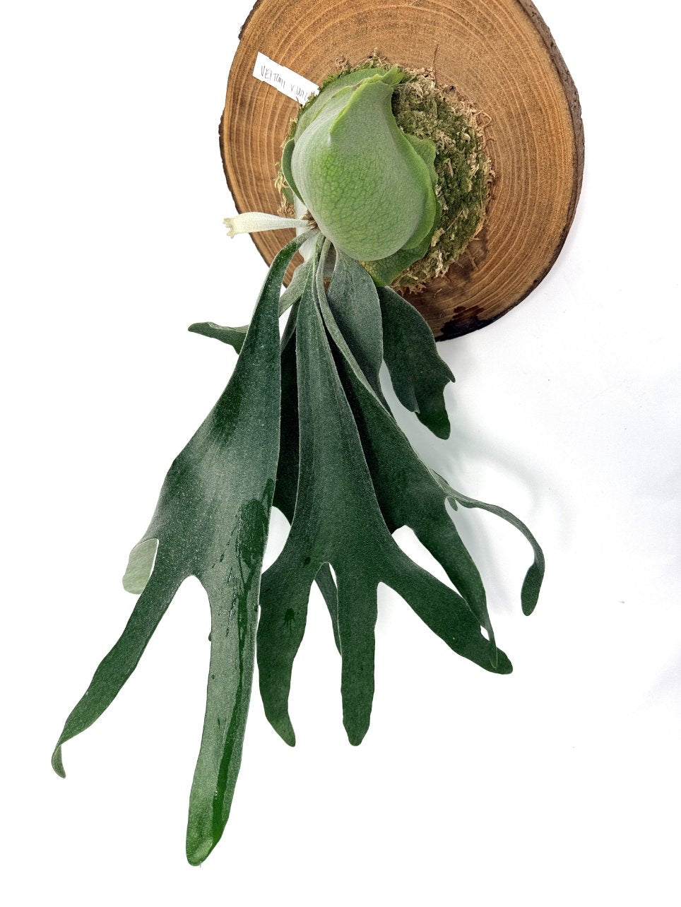 Platycerium Veitchii x Willinckii