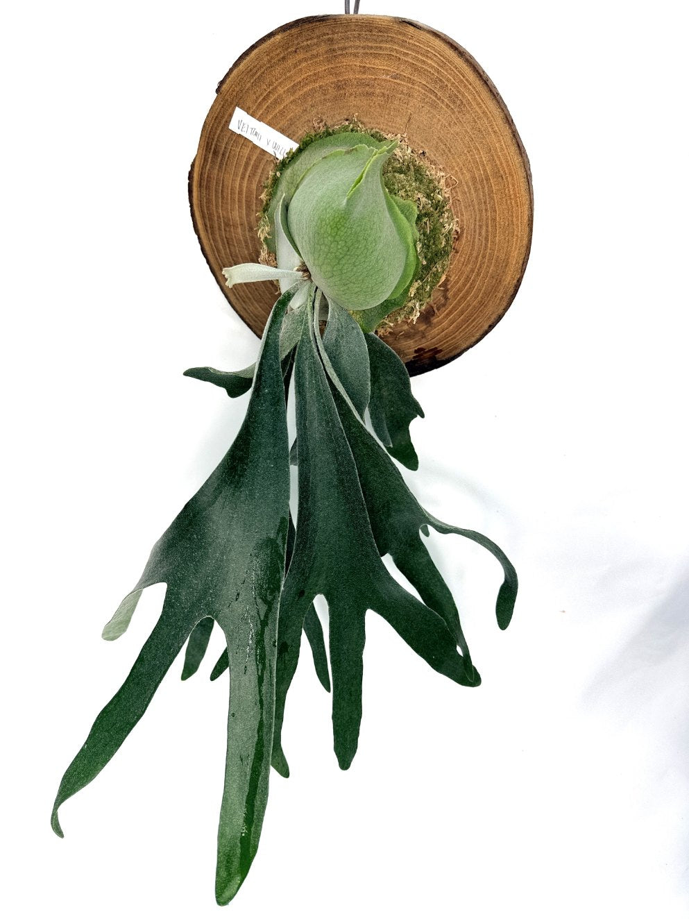 Platycerium Veitchii x Willinckii