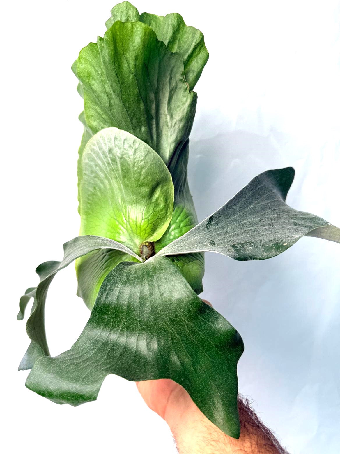 Platycerium Elephantotis x Alcicorne