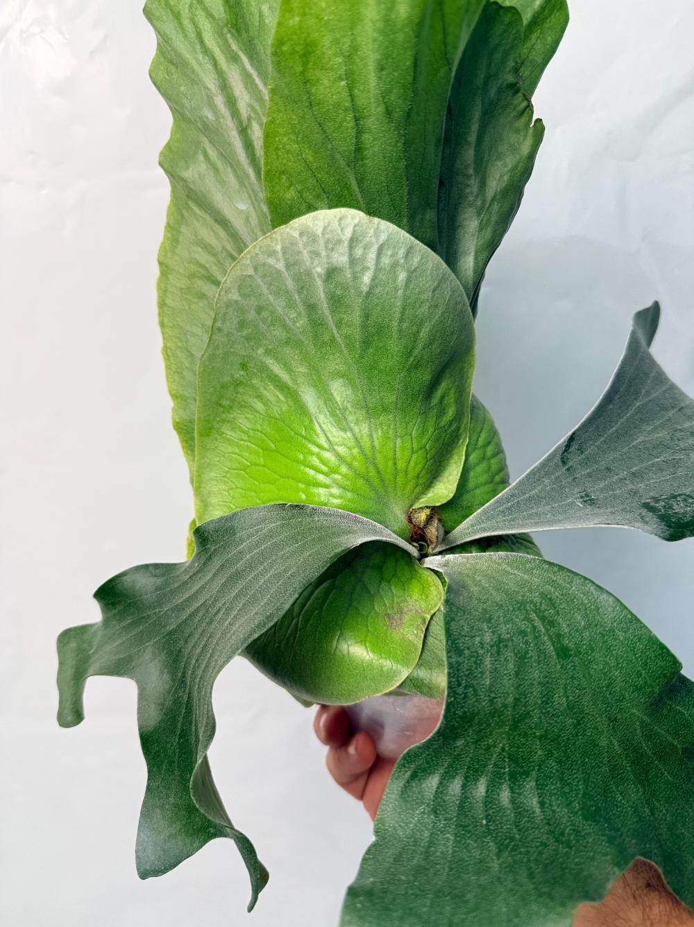 Platycerium Elephantotis x Alcicorne