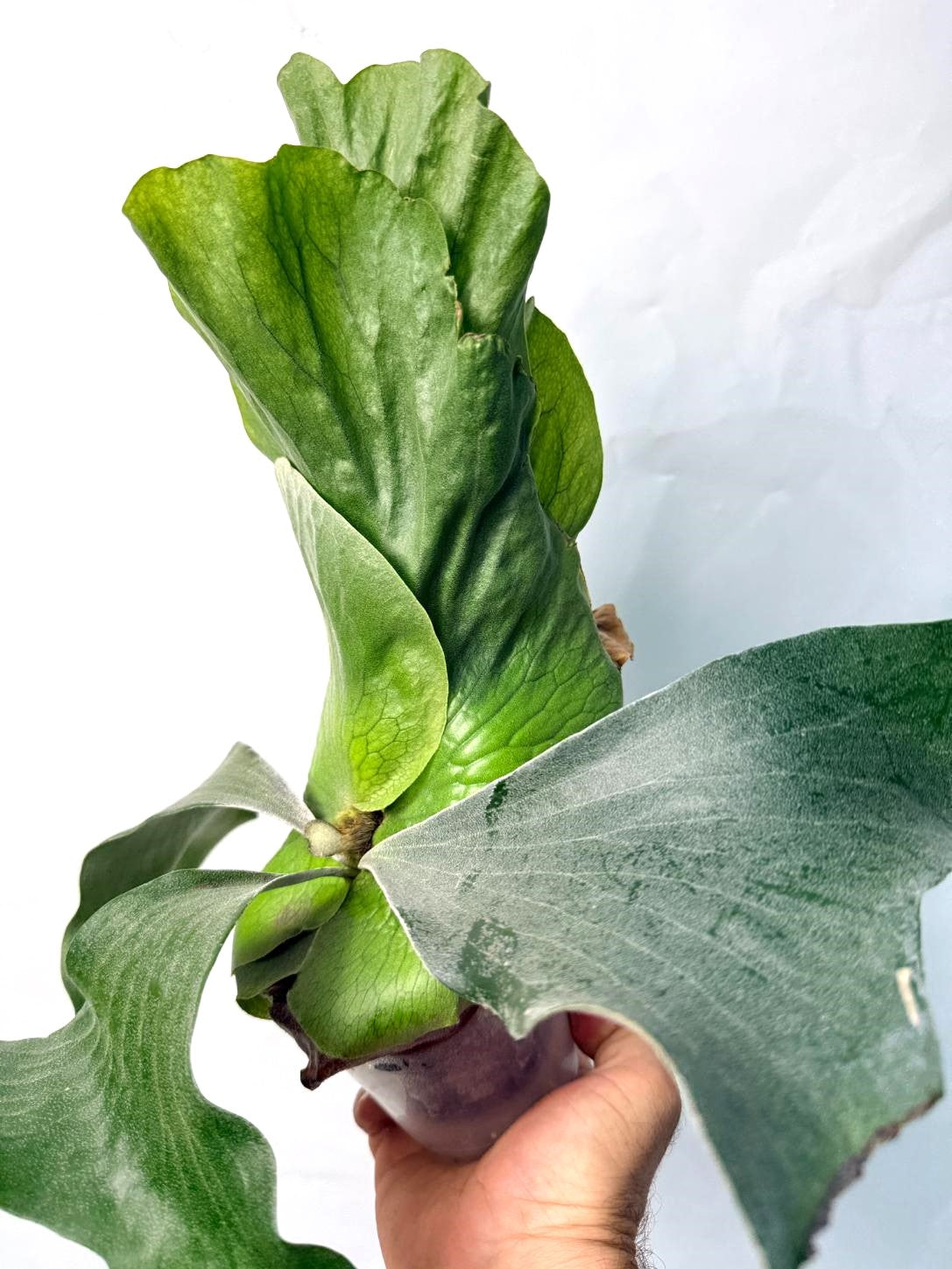 Platycerium Elephantotis x Alcicorne