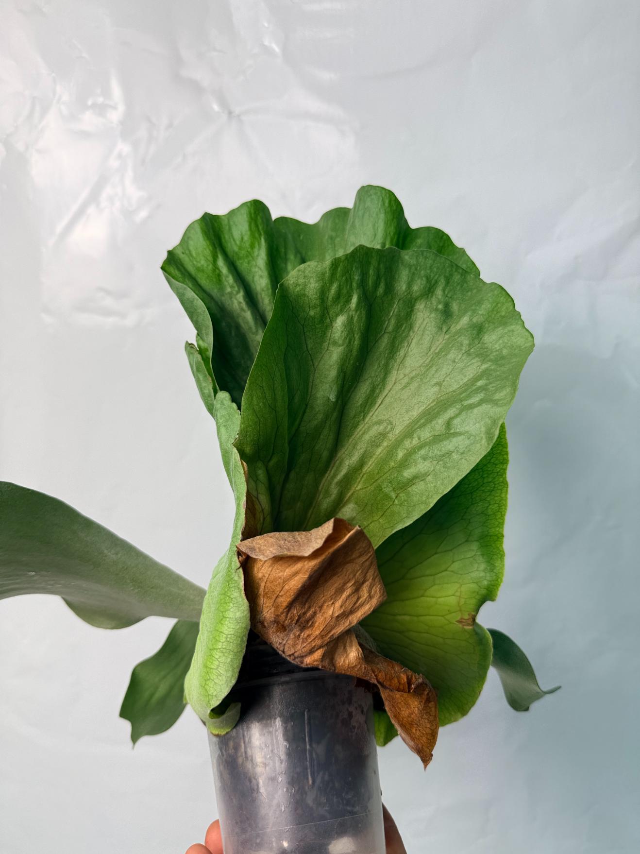 Platycerium Elephantotis x Alcicorne