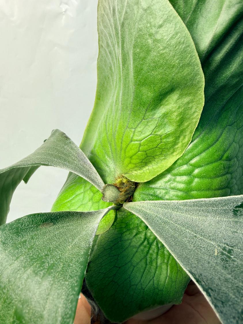 Platycerium Elephantotis x Alcicorne