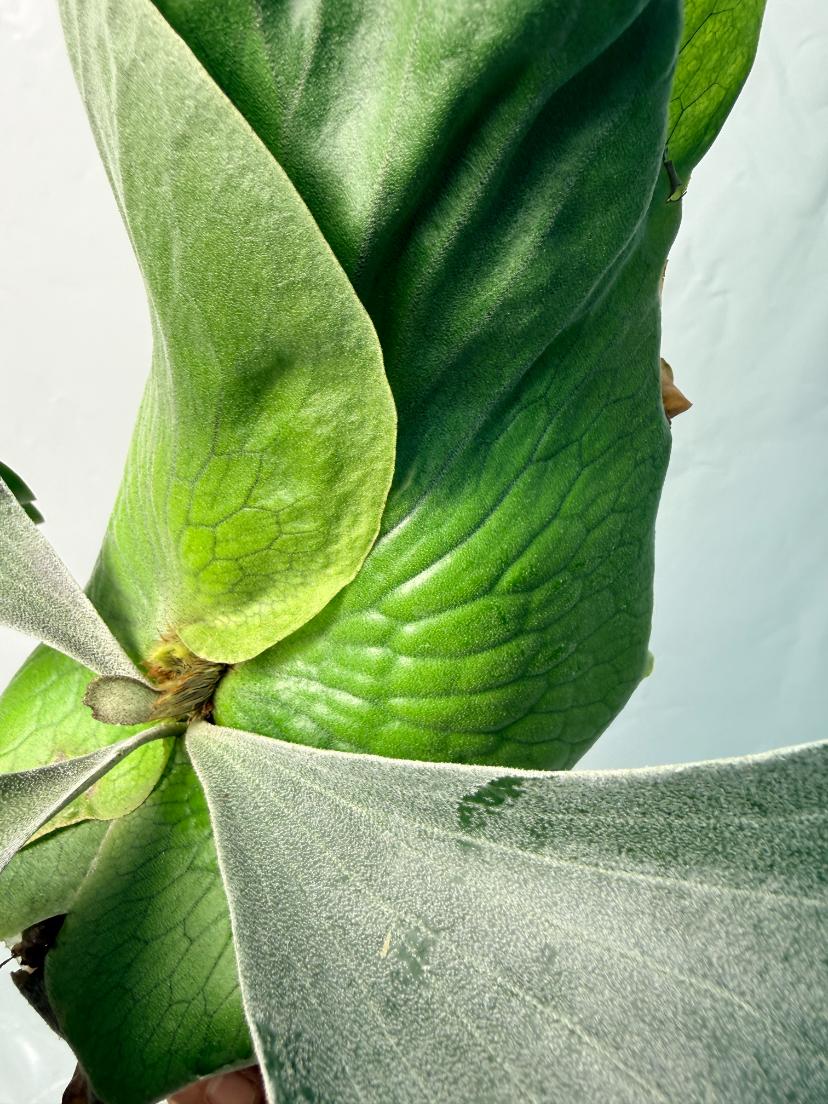 Platycerium Elephantotis x Alcicorne