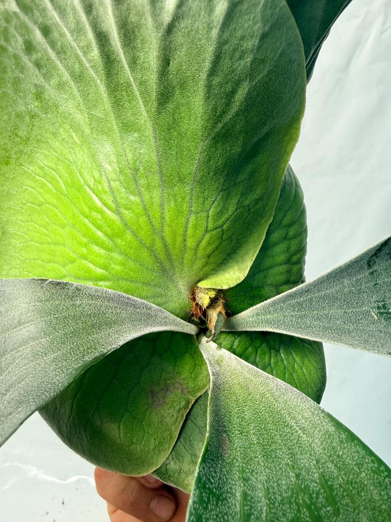 Platycerium Elephantotis x Alcicorne