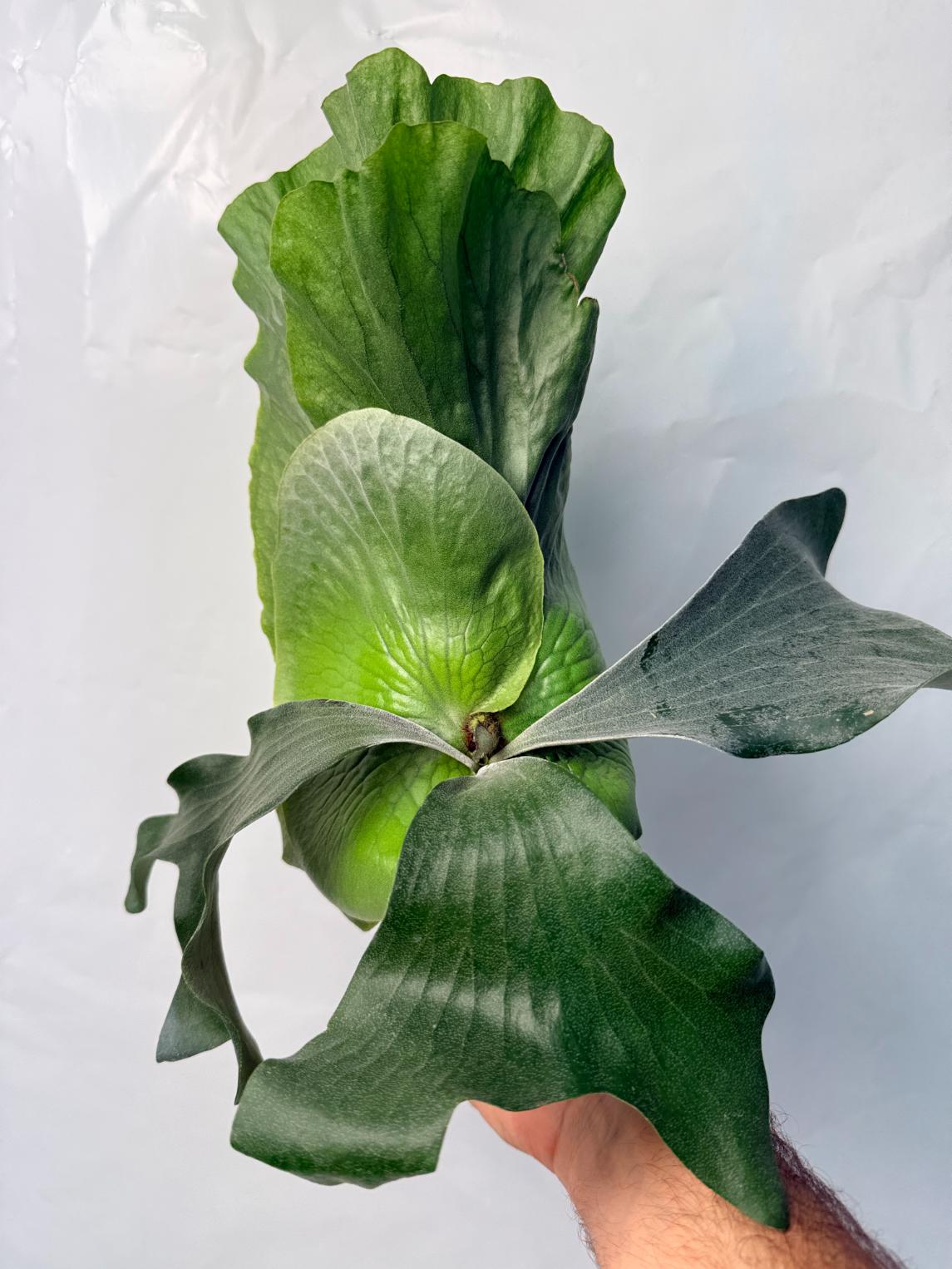 Platycerium Elephantotis x Alcicorne