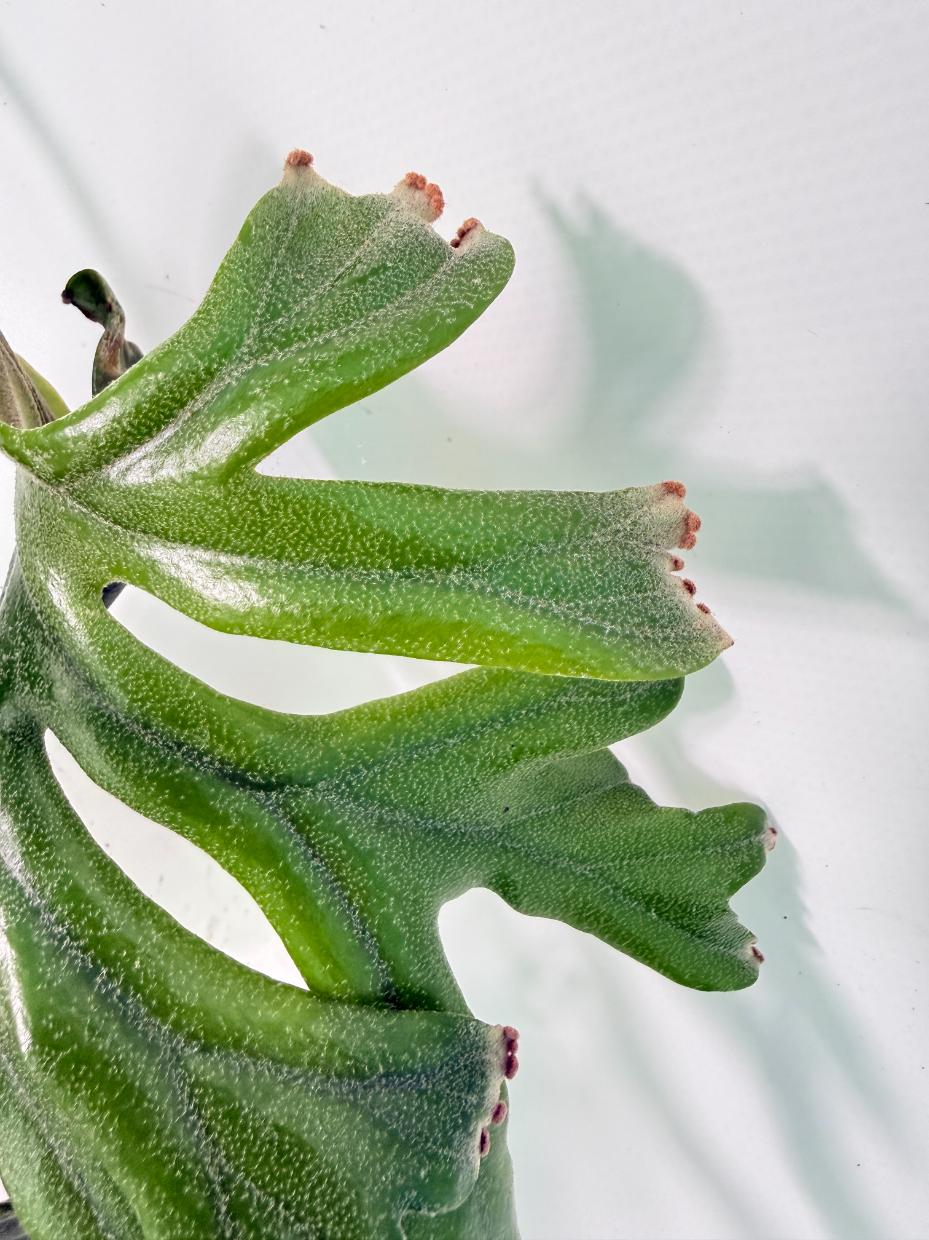 Polypodium Longifolia Crested Leaf 09