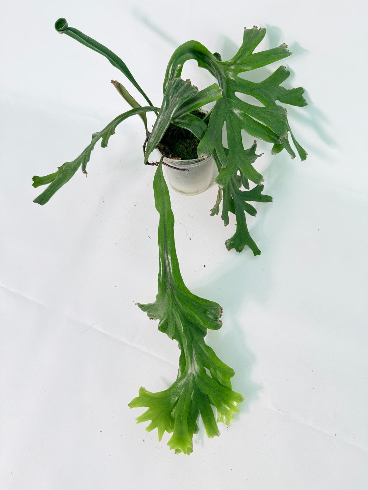Polypodium Longifolia Crested Leaf 10