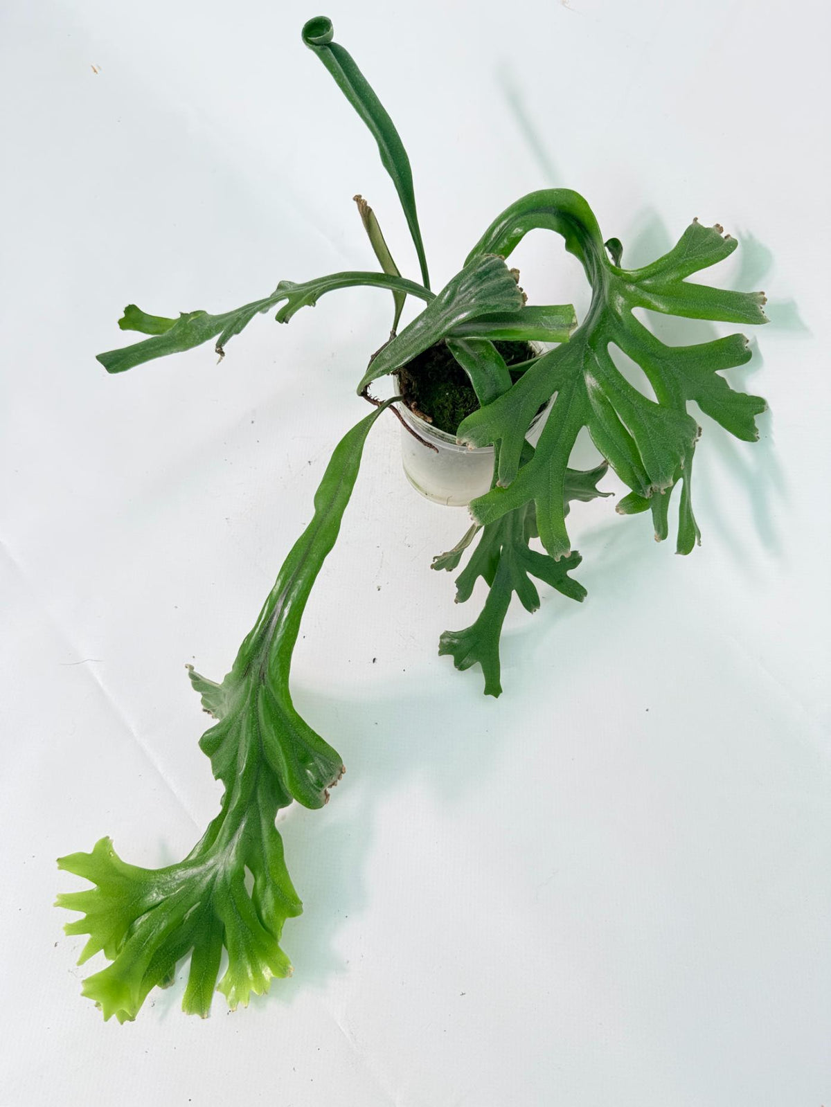 Polypodium Longifolia Crested Leaf 11