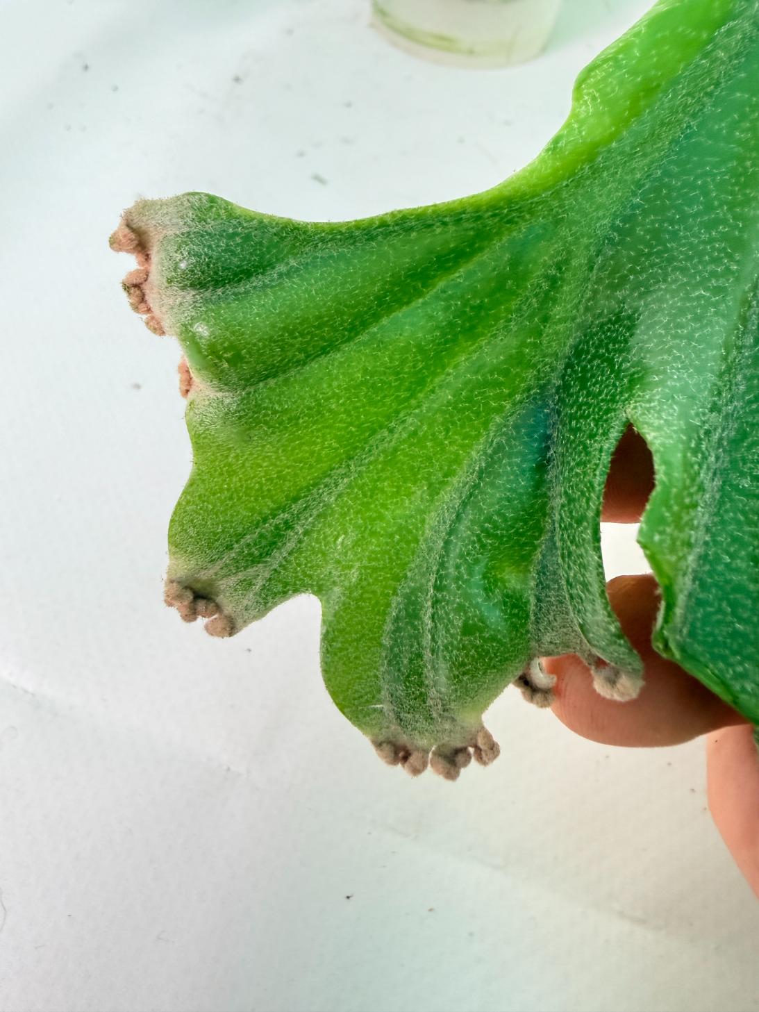 Polypodium Longifolia Crested Leaf 12