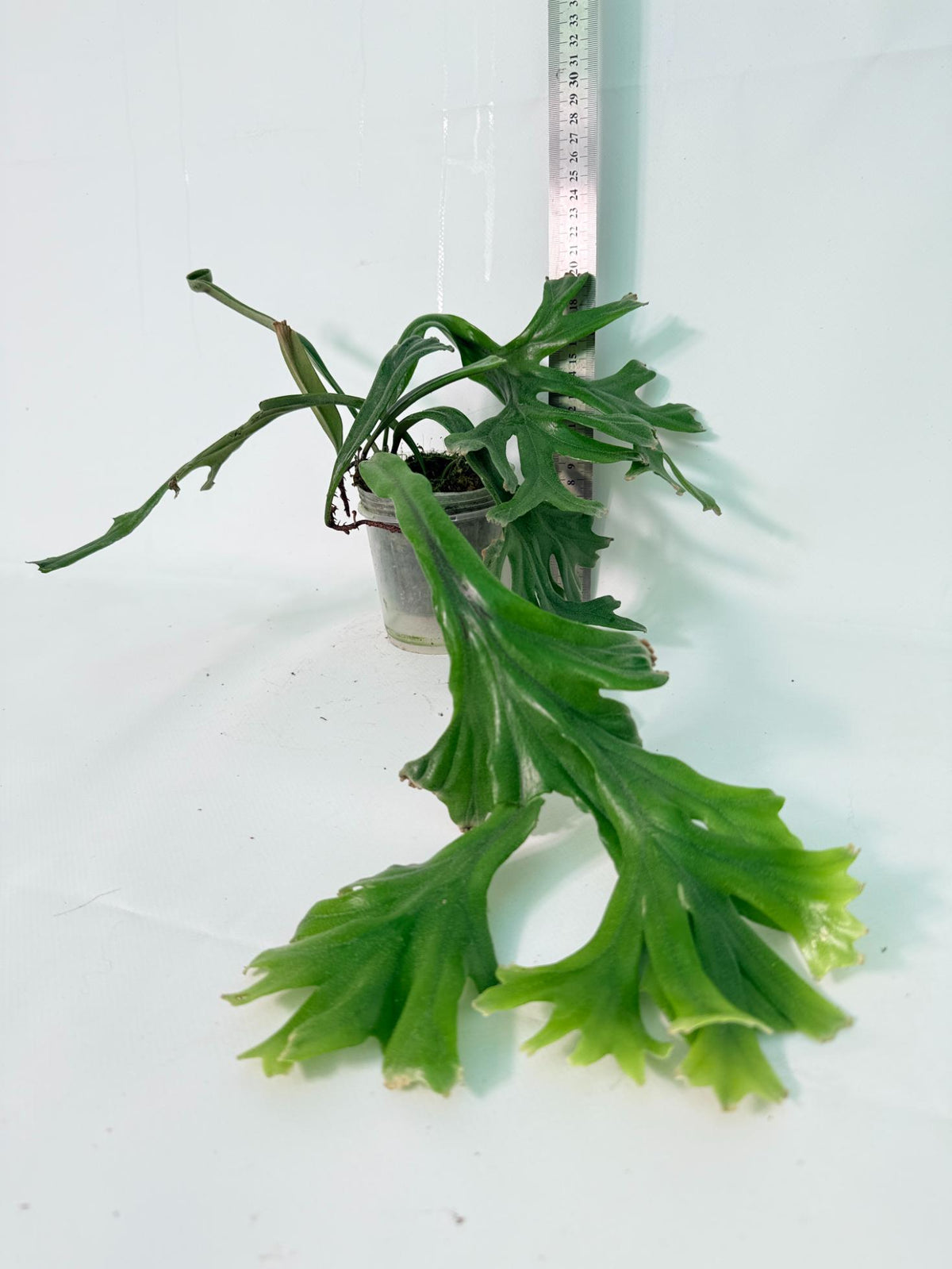 Polypodium Longifolia Crested Leaf 13