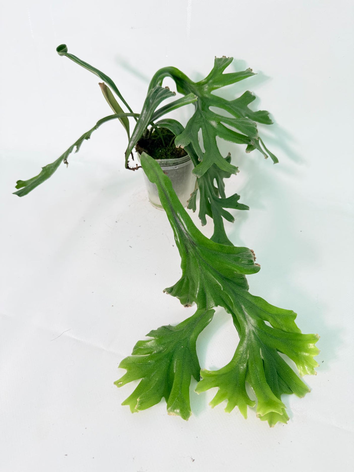 Polypodium Longifolia Crested Leaf 01
