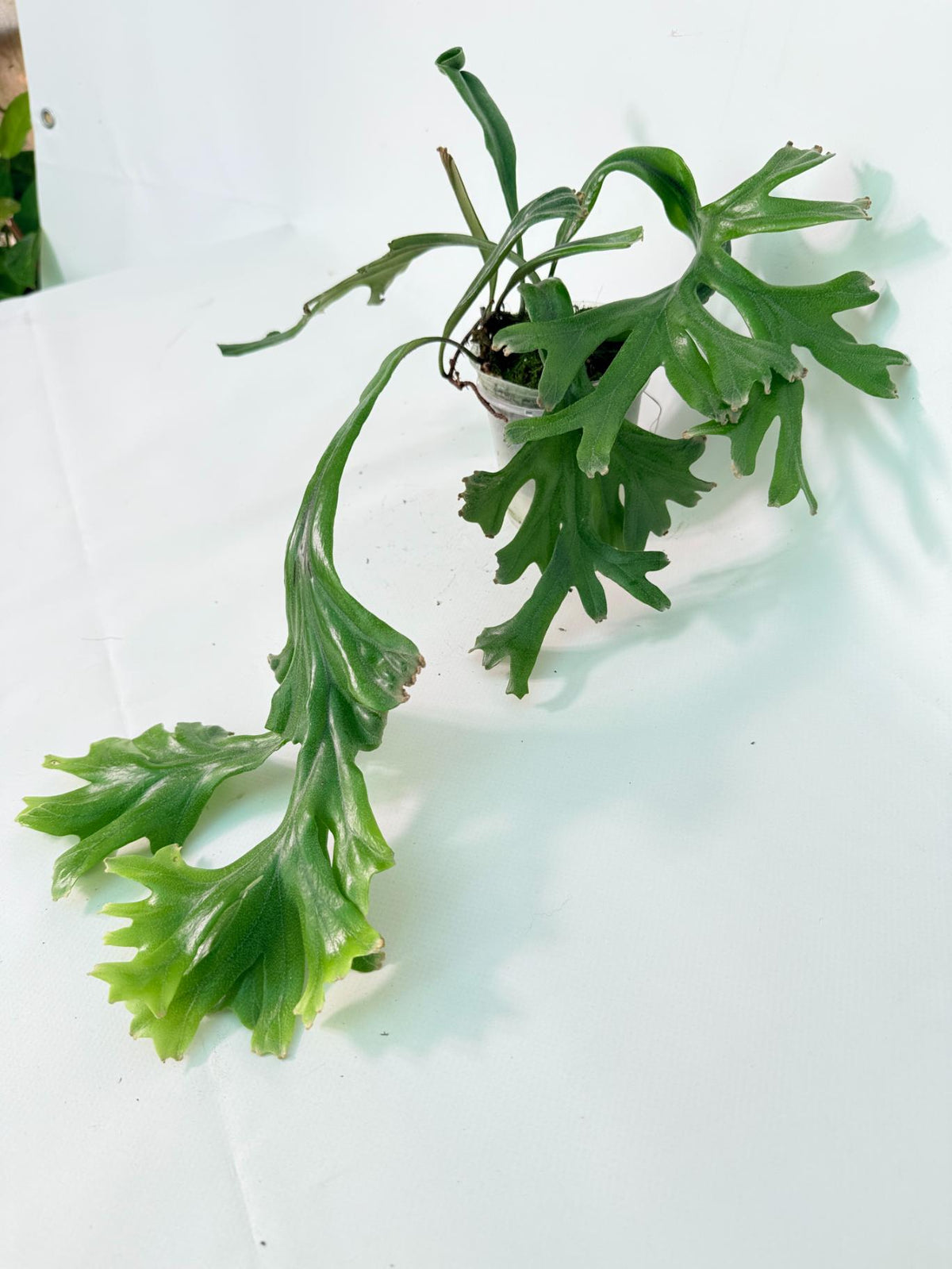 Polypodium Longifolia Crested Leaf 02