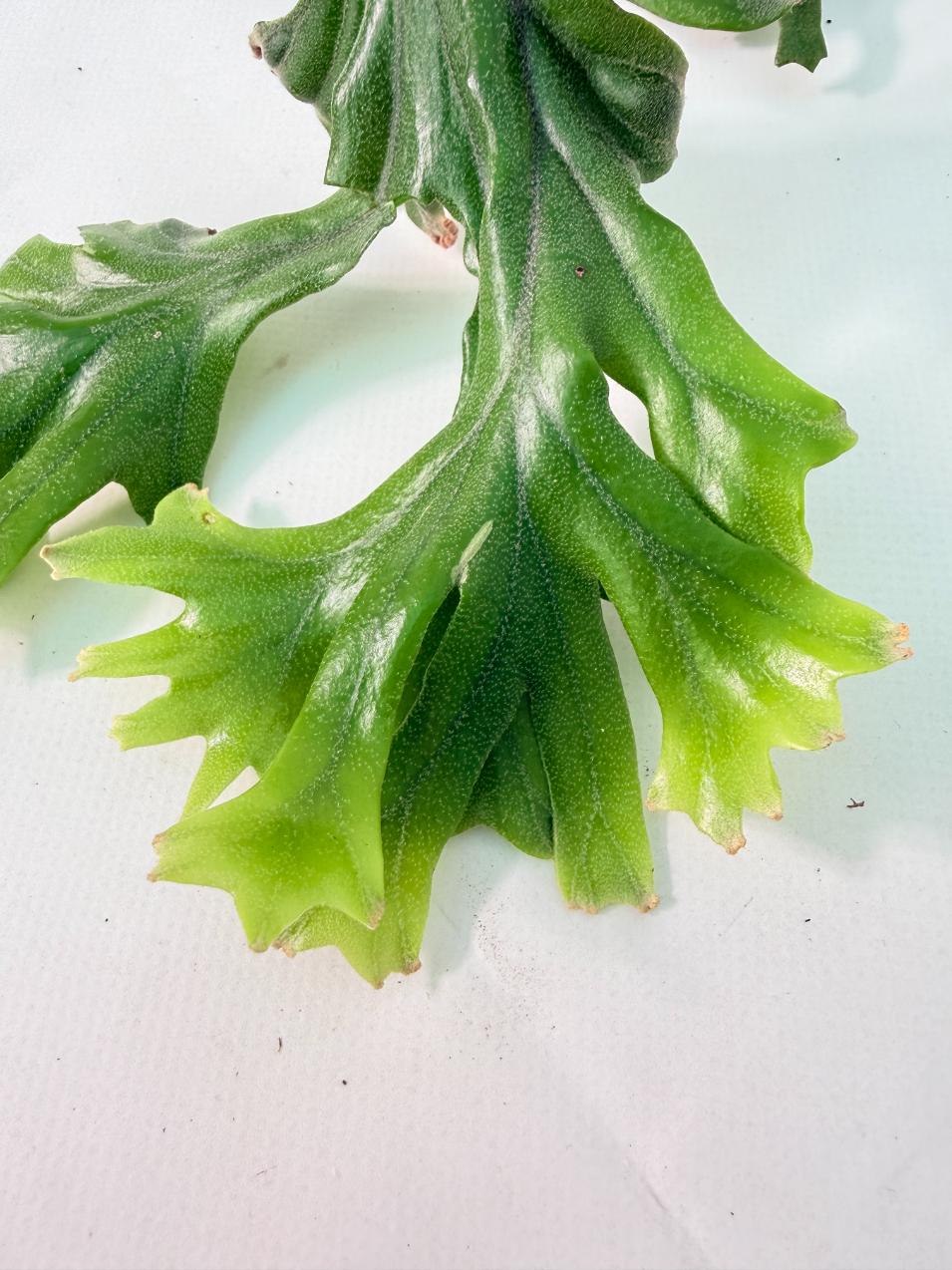 Polypodium Longifolia Crested Leaf 03