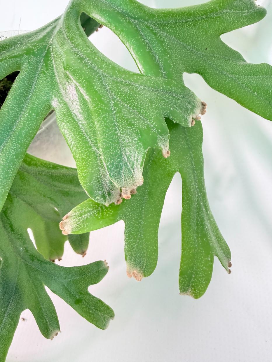 Polypodium Longifolia Crested Leaf 05