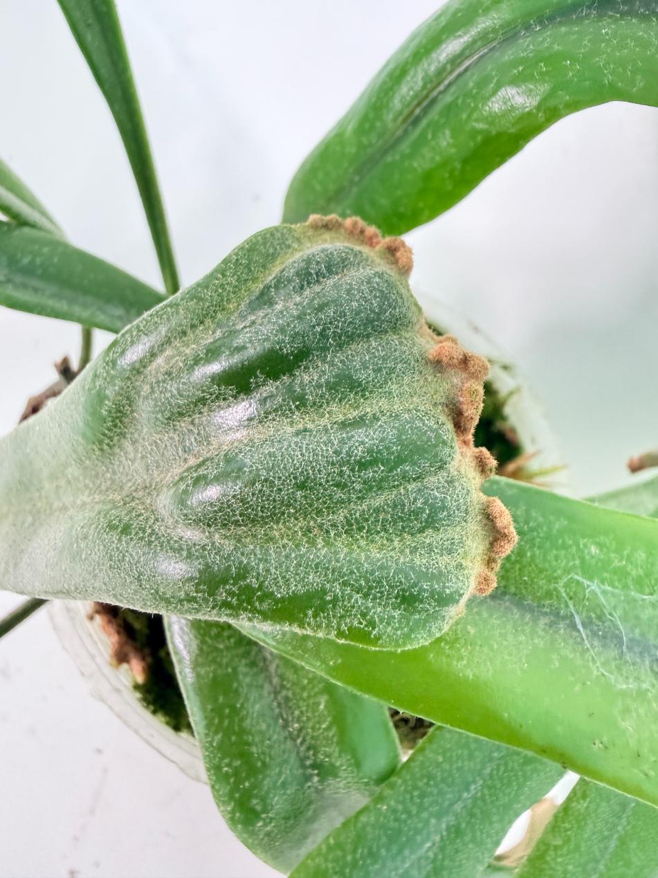 Polypodium Longifolia Crested Leaf 06