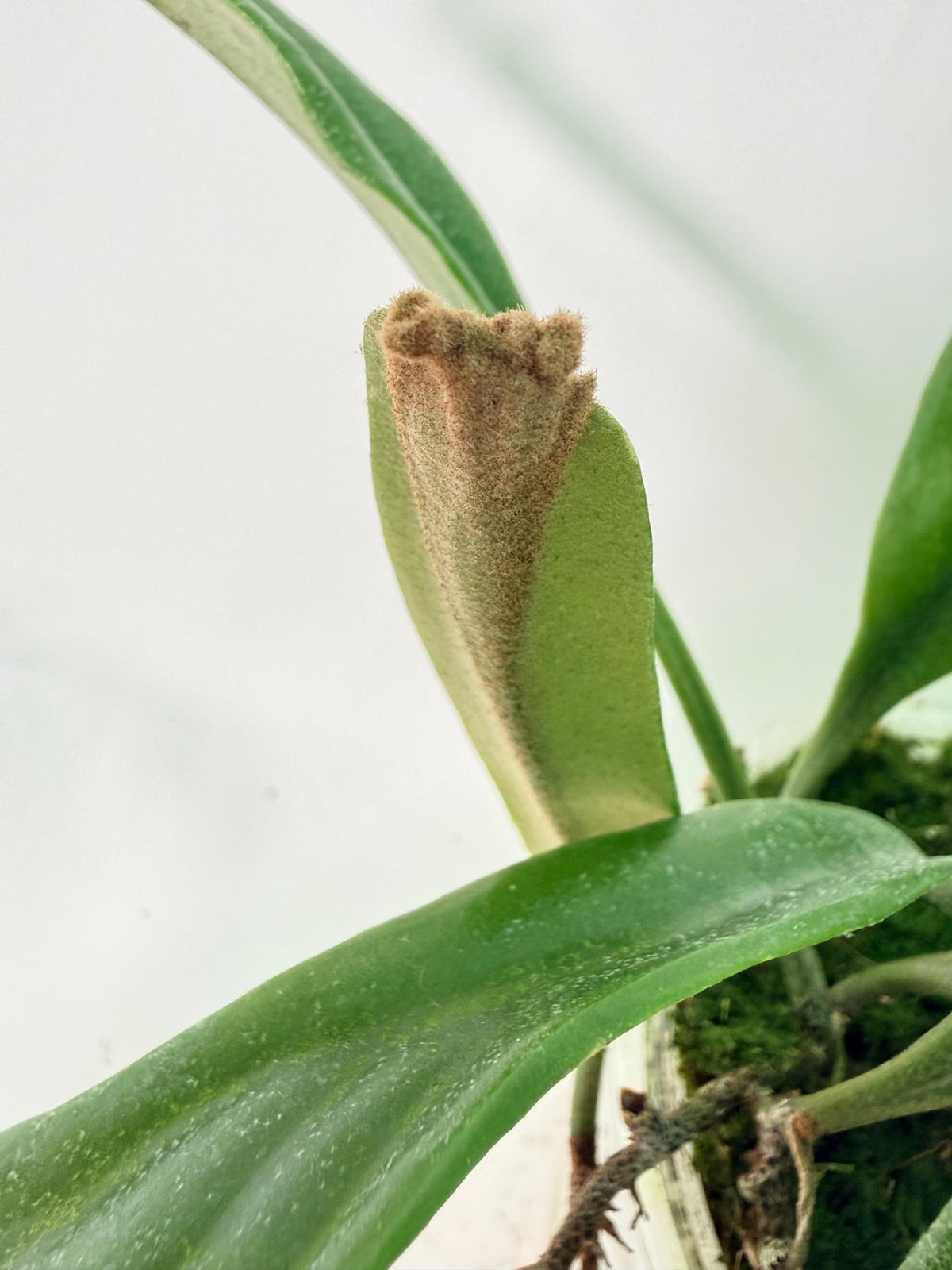 Polypodium Longifolia Crested Leaf 07