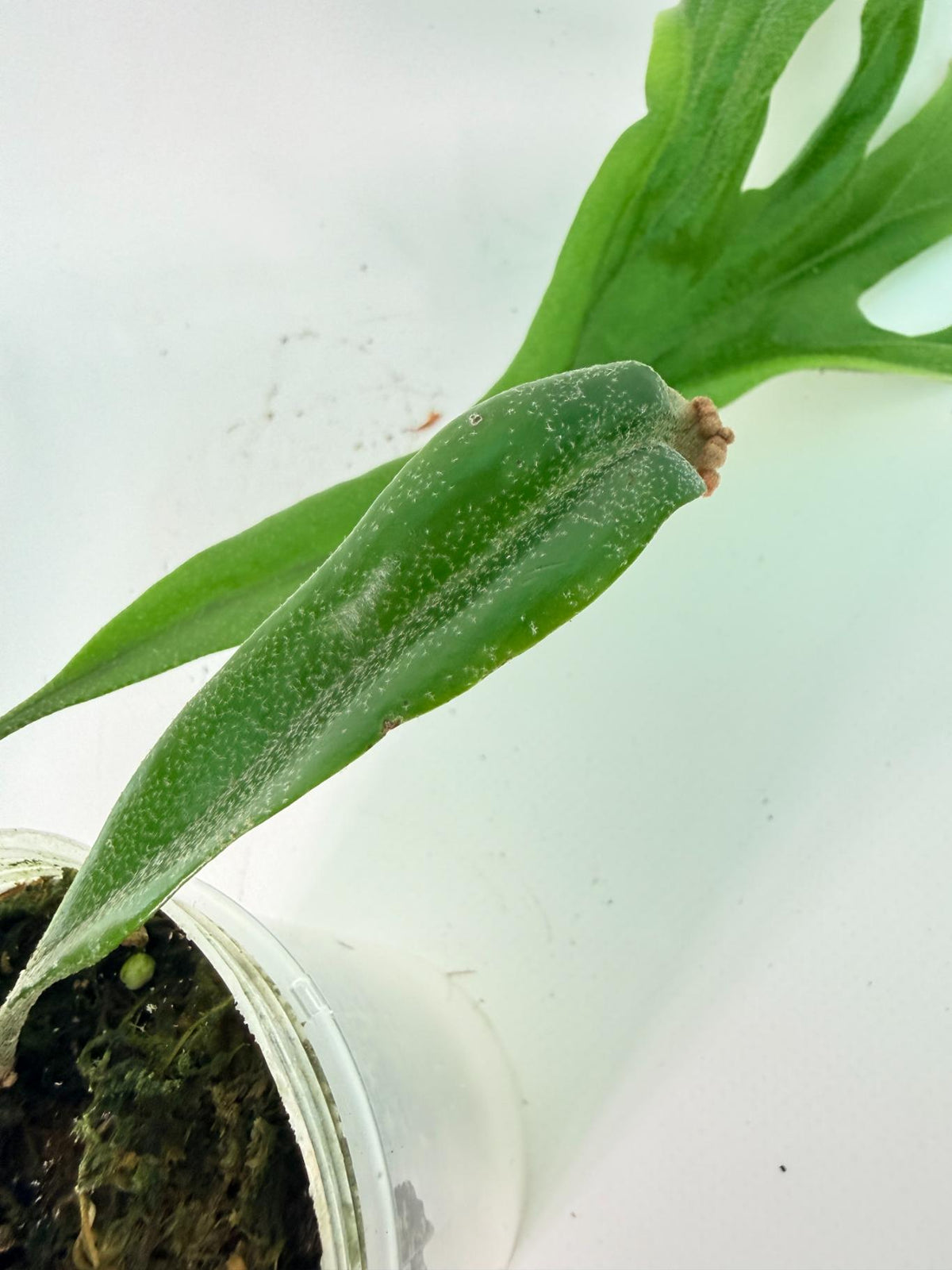 Polypodium Longifolia Crested Leaf 09