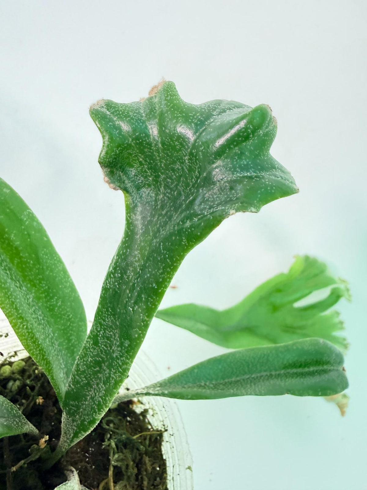 Polypodium Longifolia Crested Leaf 11