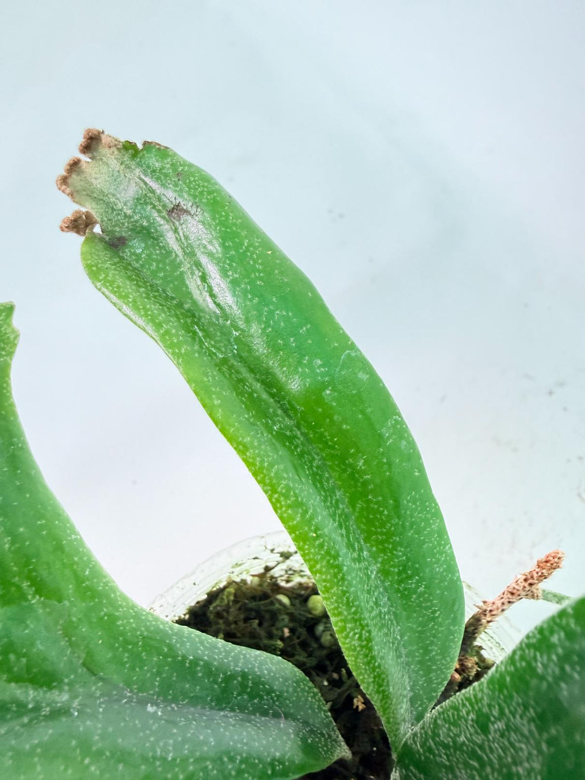 Polypodium Longifolia Crested Leaf 02