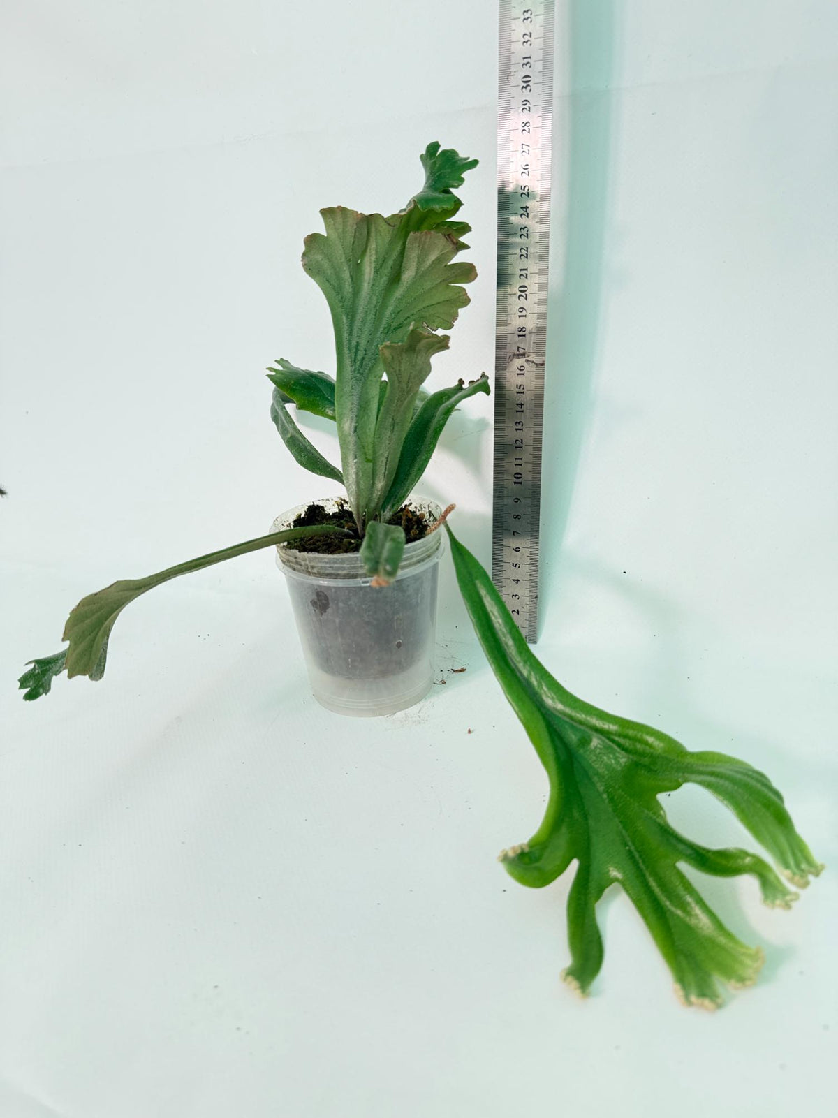 Polypodium Longifolia Crested Leaf 12