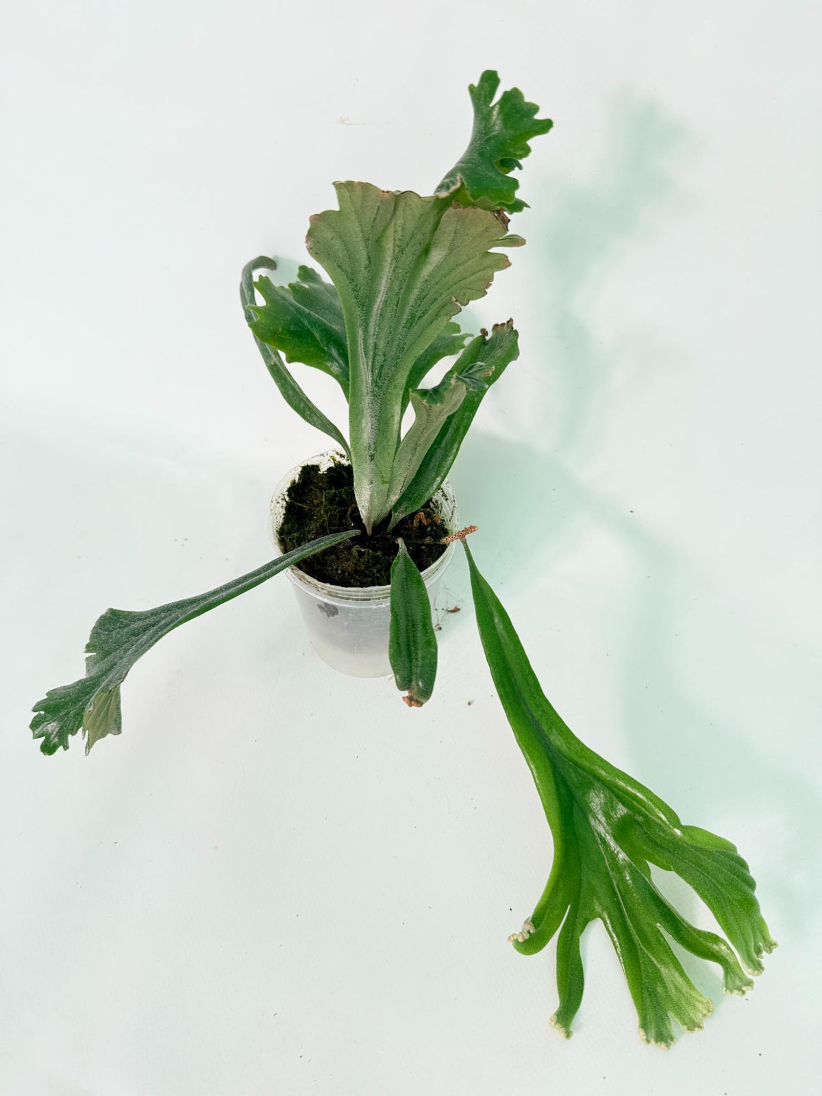 Polypodium Longifolia Crested Leaf 01