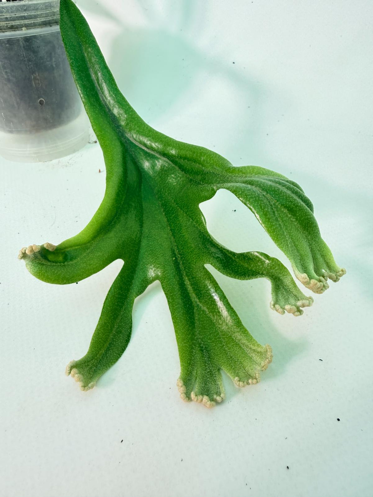 Polypodium Longifolia Crested Leaf 03