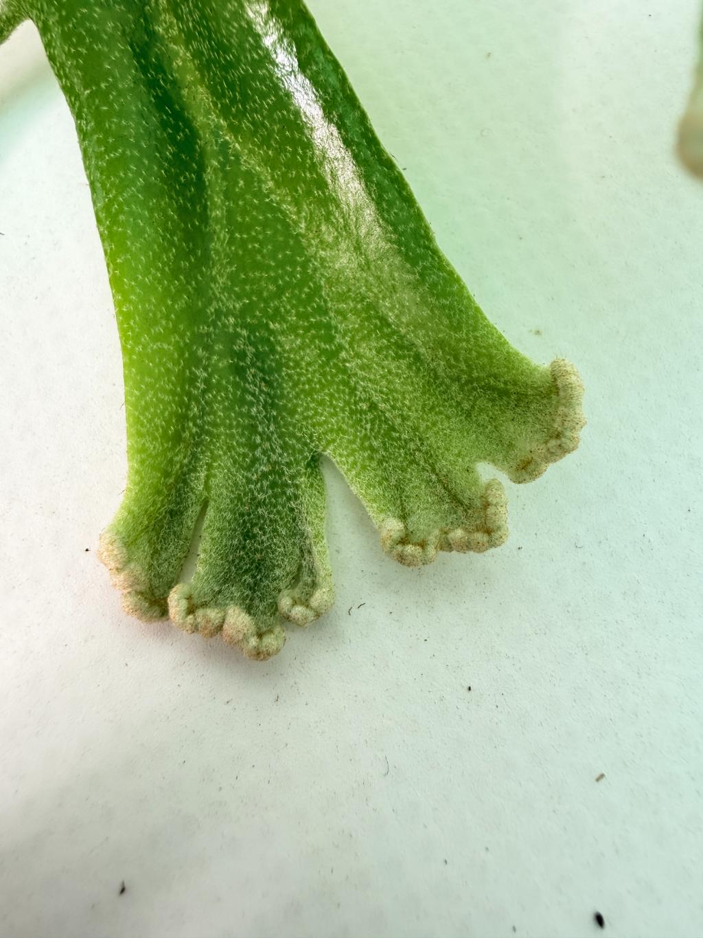 Polypodium Longifolia Crested Leaf 04