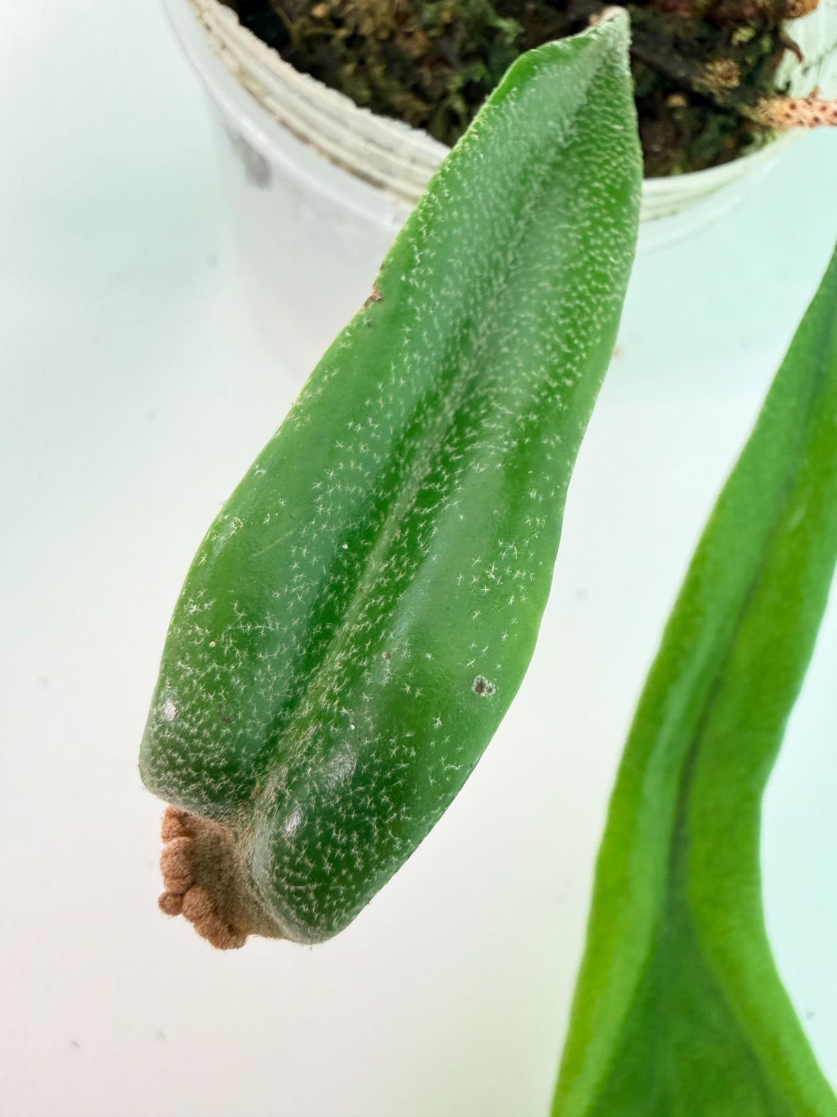 Polypodium Longifolia Crested Leaf 05