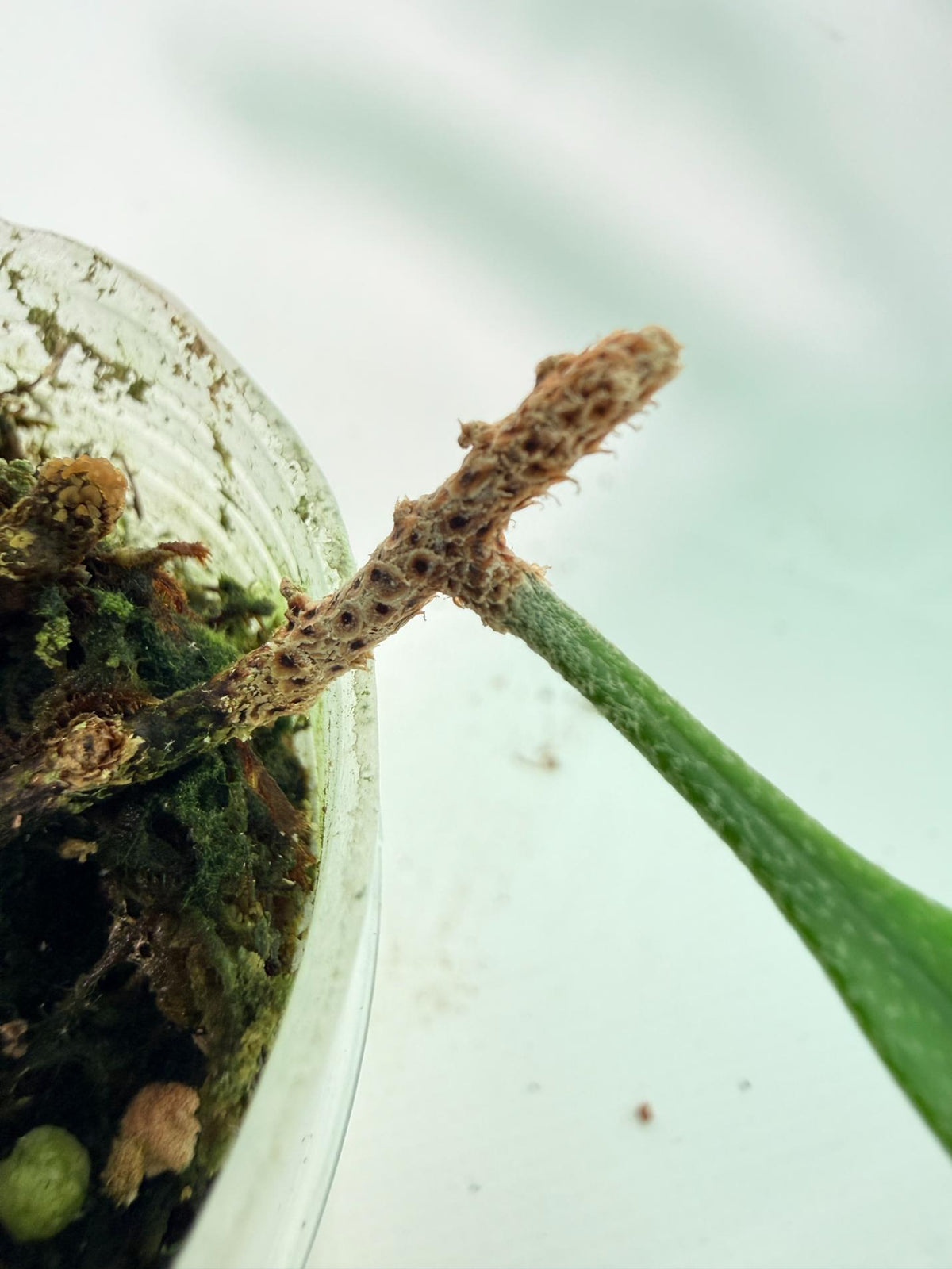 Polypodium Longifolia Crested Leaf 6