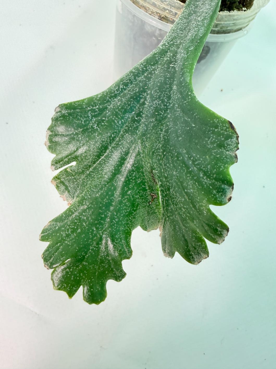 Polypodium Longifolia Crested Leaf 07