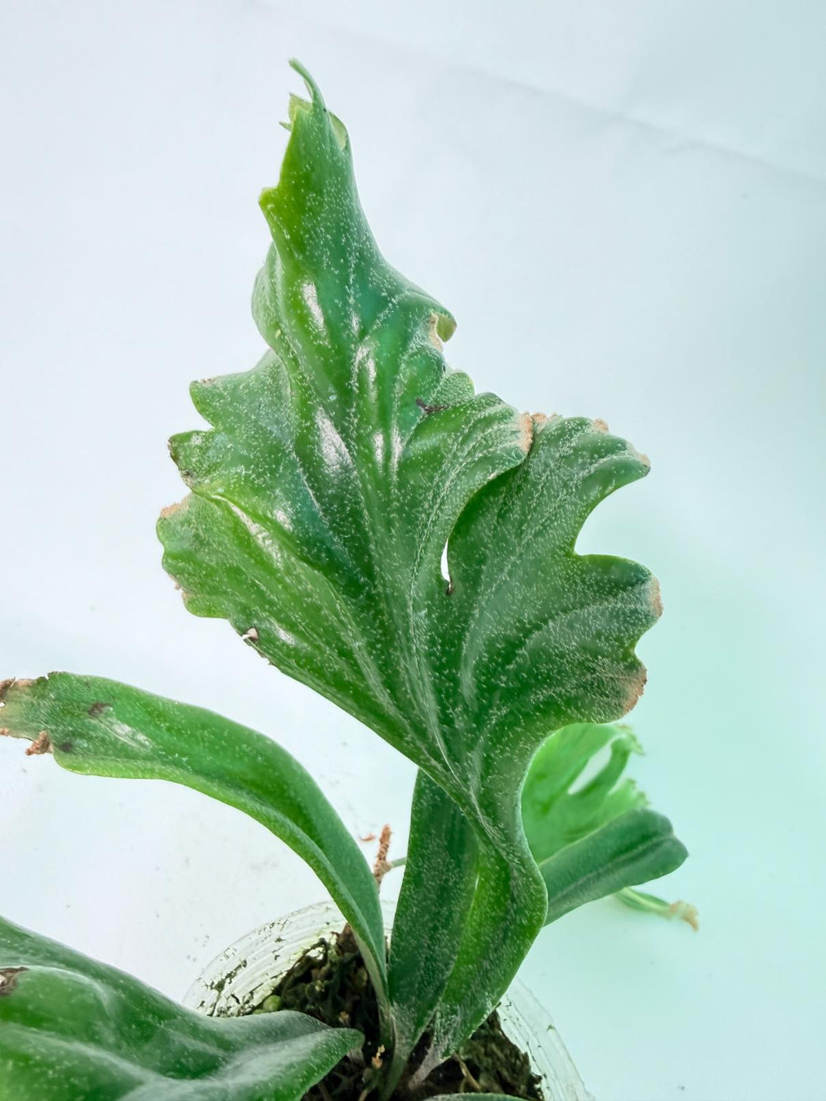 Polypodium Longifolia Crested Leaf 08