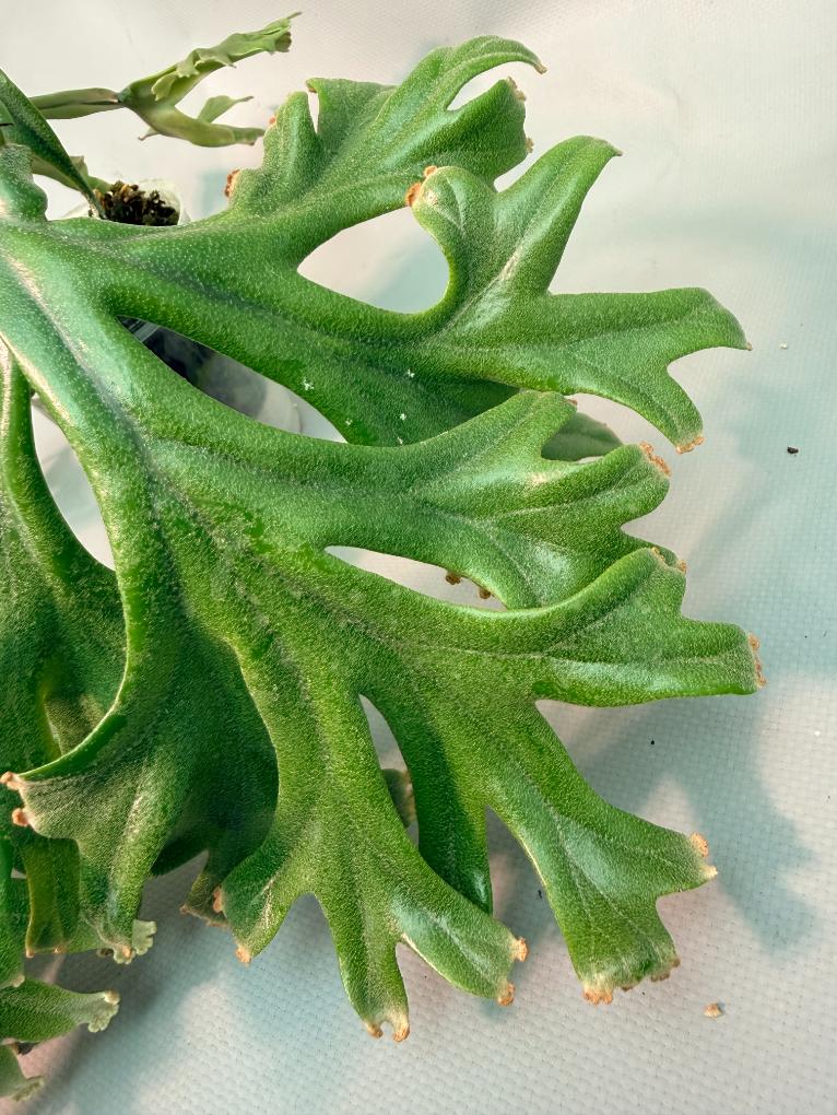 Polypodium Longifolia Crested Leaf 08