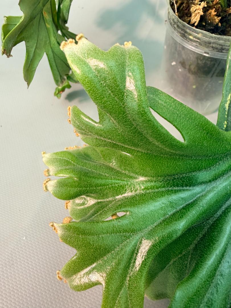 Polypodium Longifolia Crested Leaf