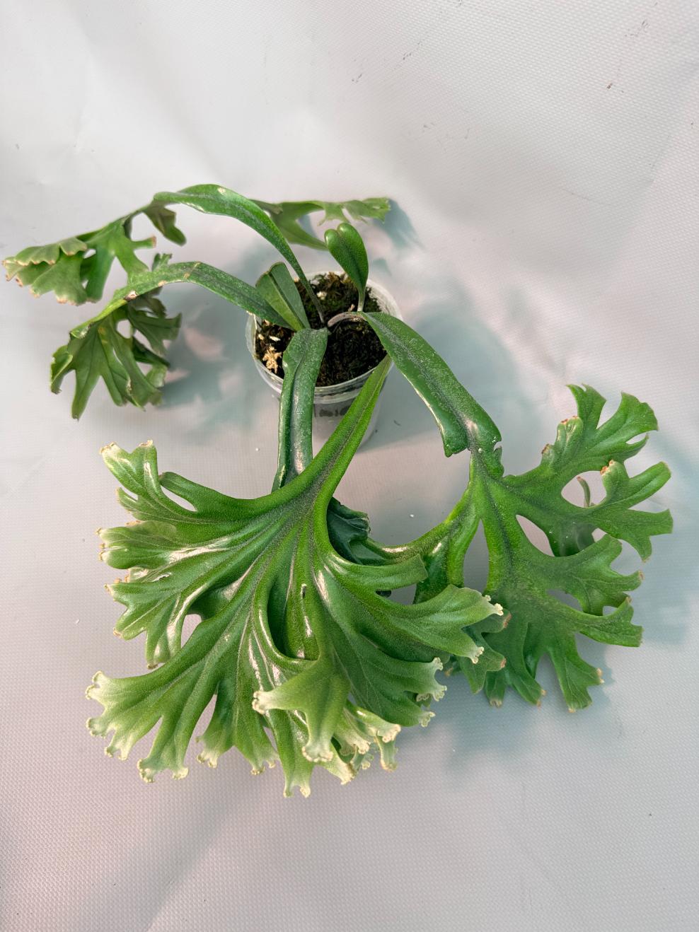 Polypodium Longifolia Crested Leaf 01