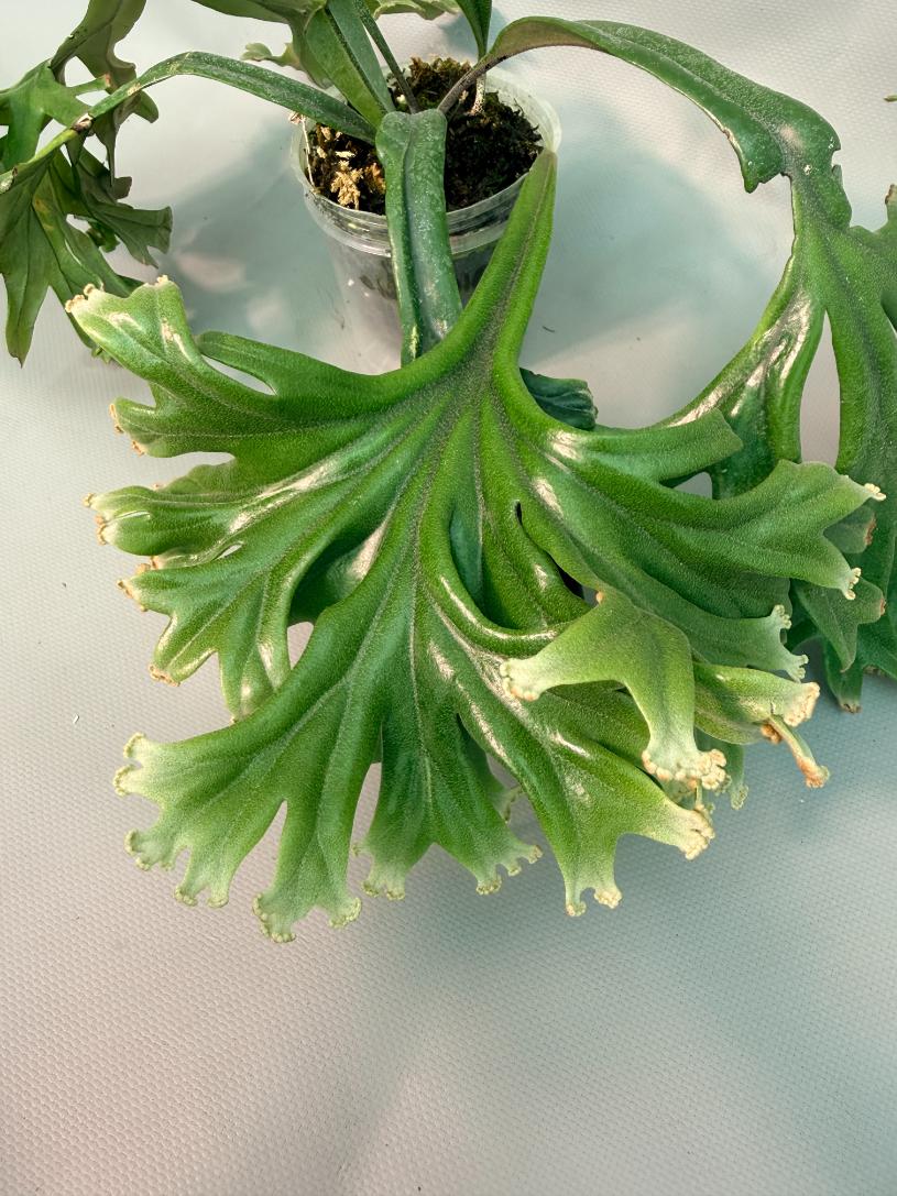 Polypodium Longifolia Crested Leaf 02