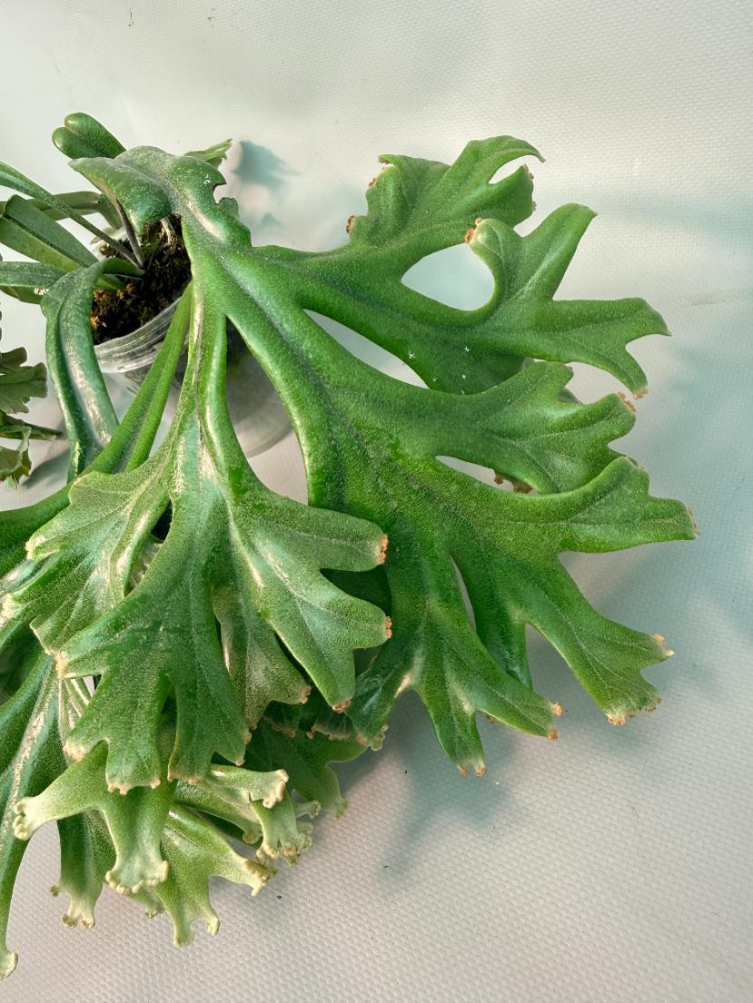 Polypodium Longifolia Crested Leaf 03