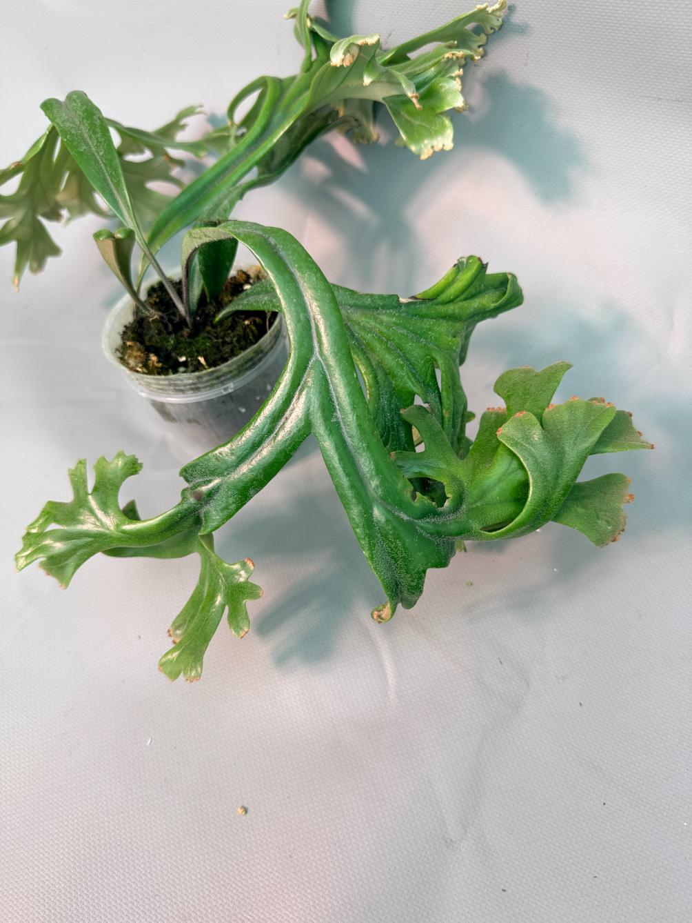 Polypodium Longifolia Crested Leaf 04