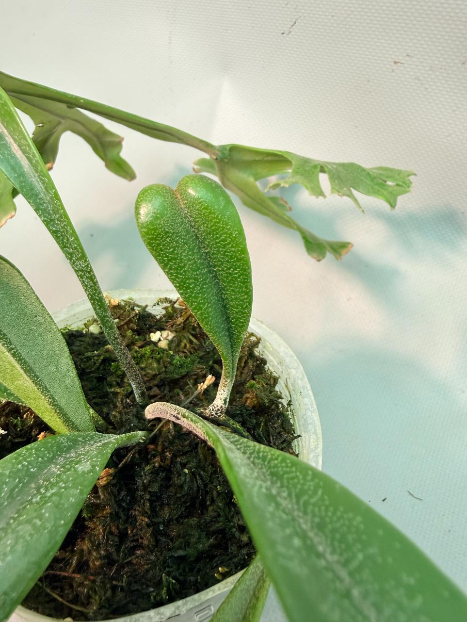 Polypodium Longifolia Crested Leaf 05
