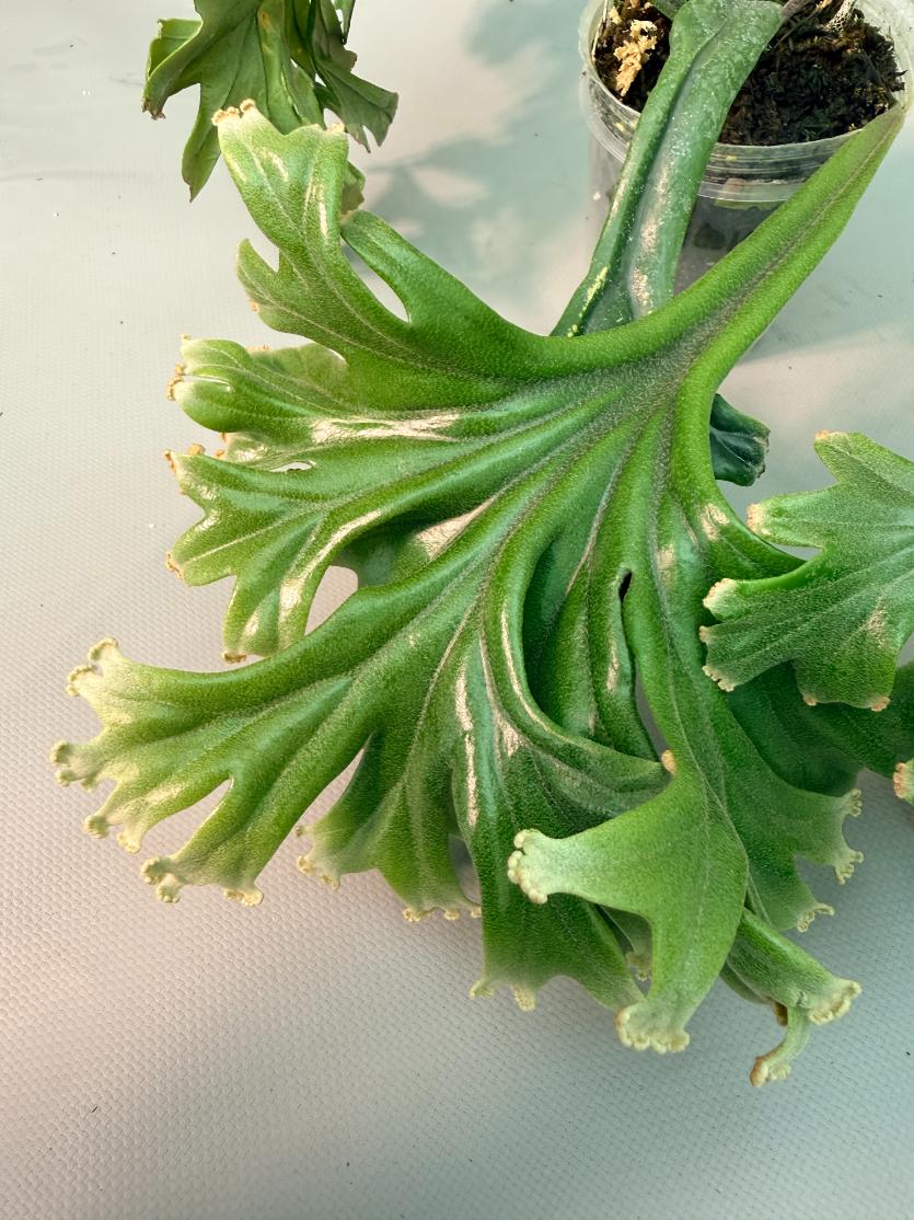 Polypodium Longifolia Crested Leaf 06