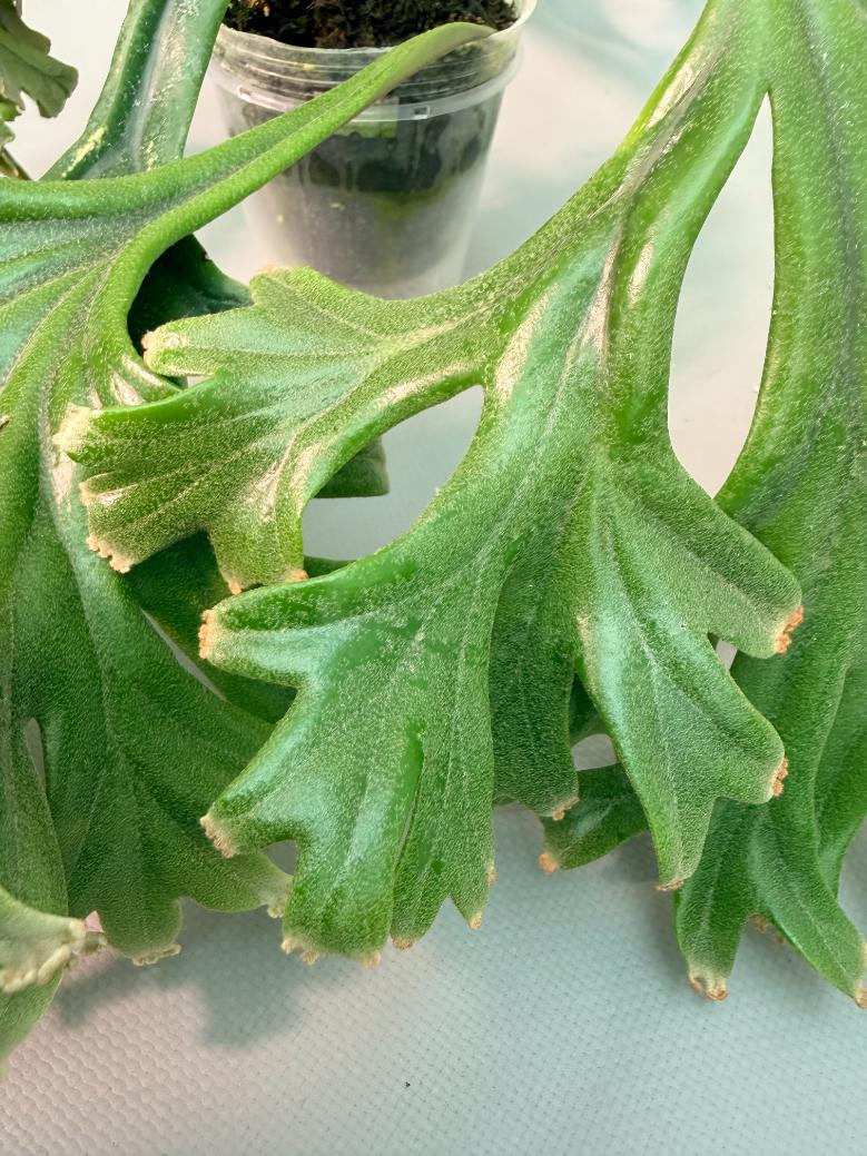 Polypodium Longifolia Crested Leaf 07
