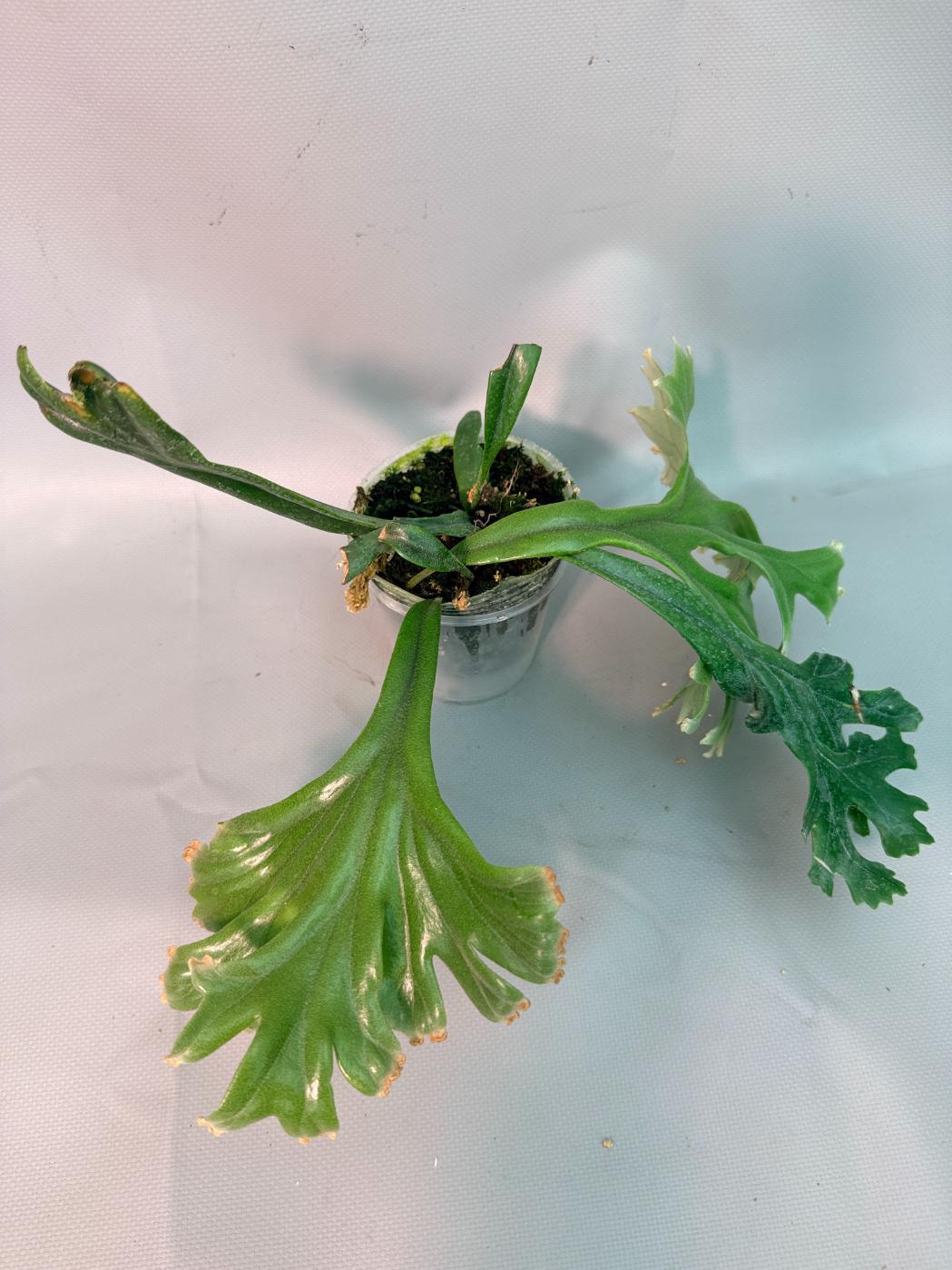 Polypodium Longifolia Crested Leaf 07