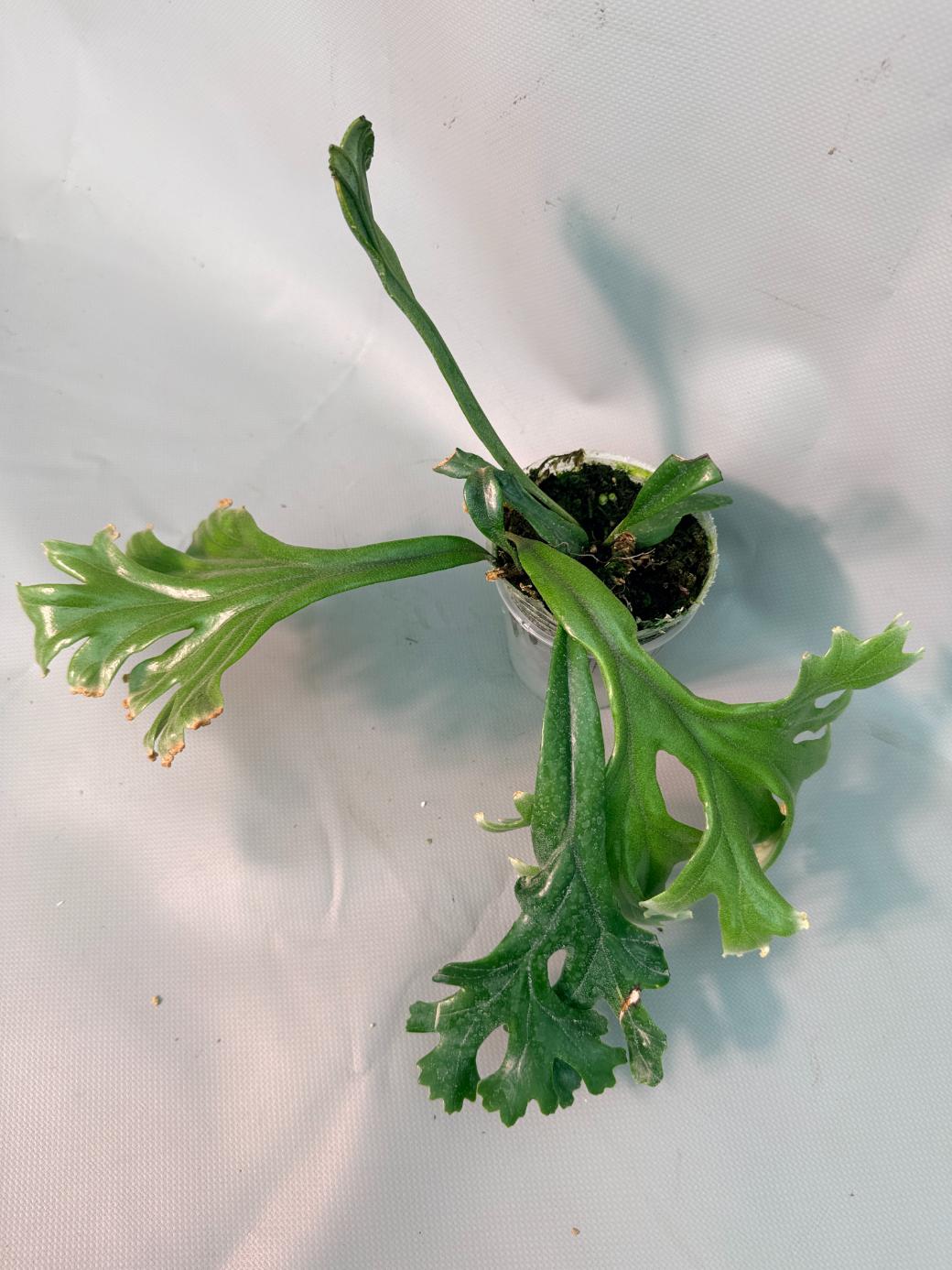 Polypodium Longifolia Crested Leaf 08