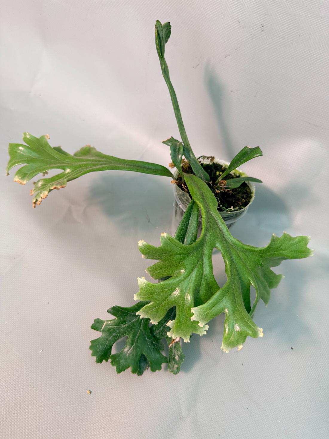 Polypodium Longifolia Crested Leaf 01