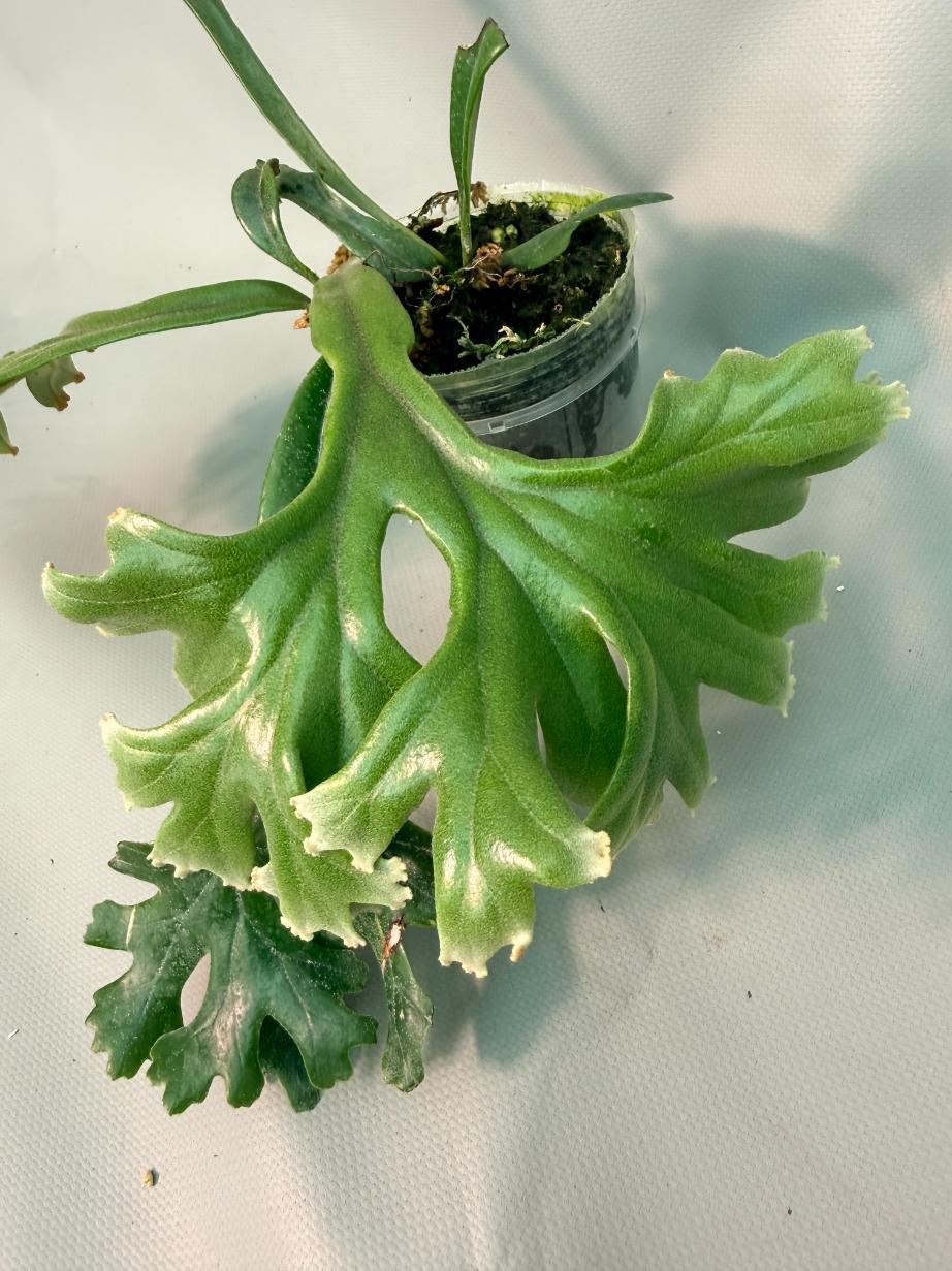 Polypodium Longifolia Crested Leaf 02