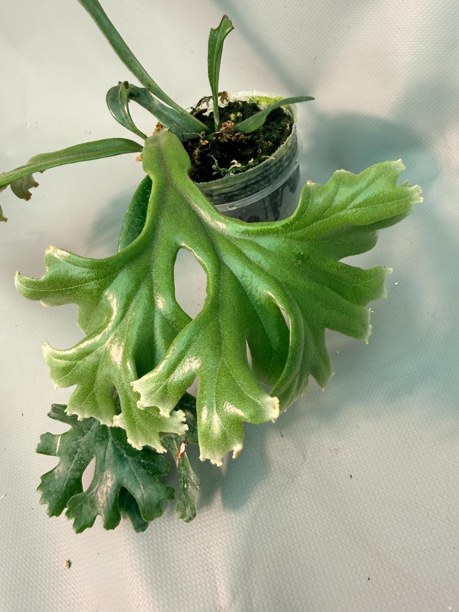 Polypodium Longifolia Crested Leaf 03