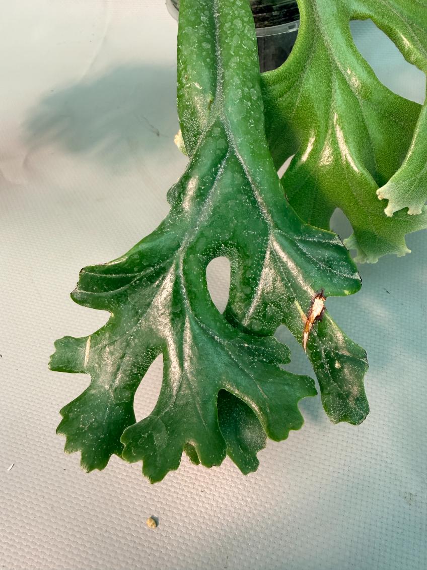 Polypodium Longifolia Crested Leaf 04