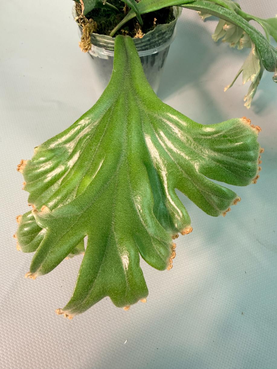 Polypodium Longifolia Crested Leaf 05