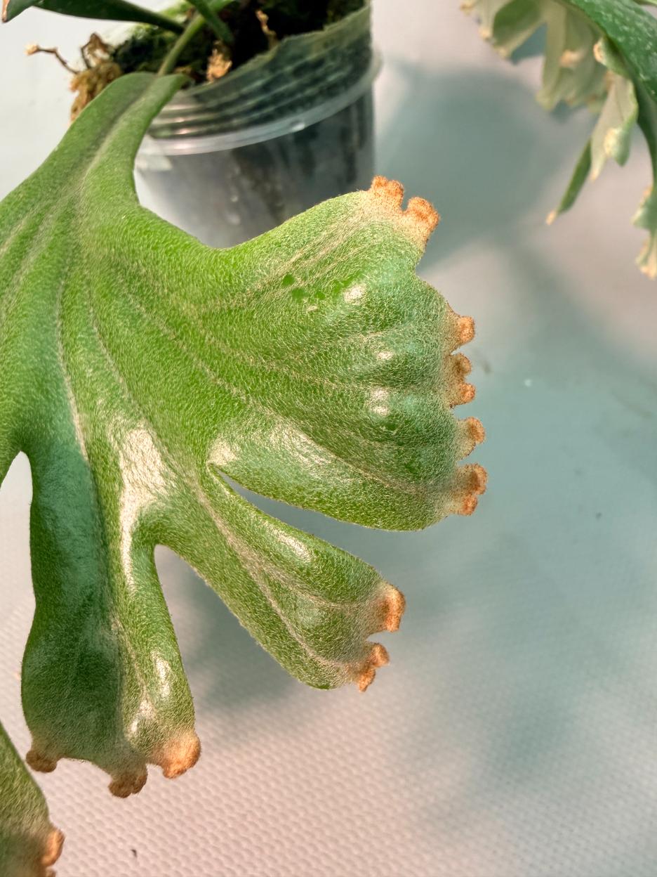Polypodium Longifolia Crested Leaf 06