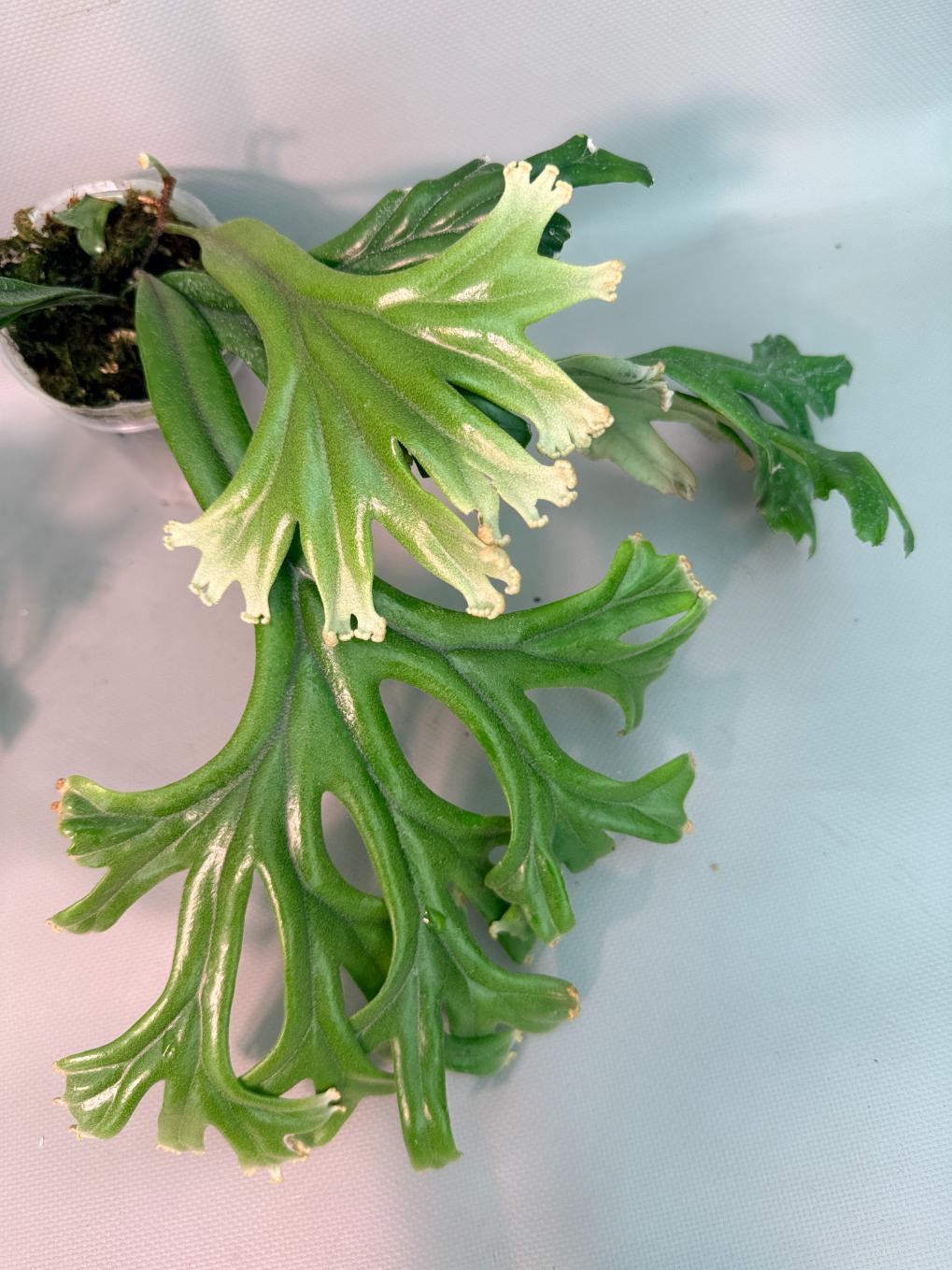 Polypodium Longifolia Crested Leaf 08